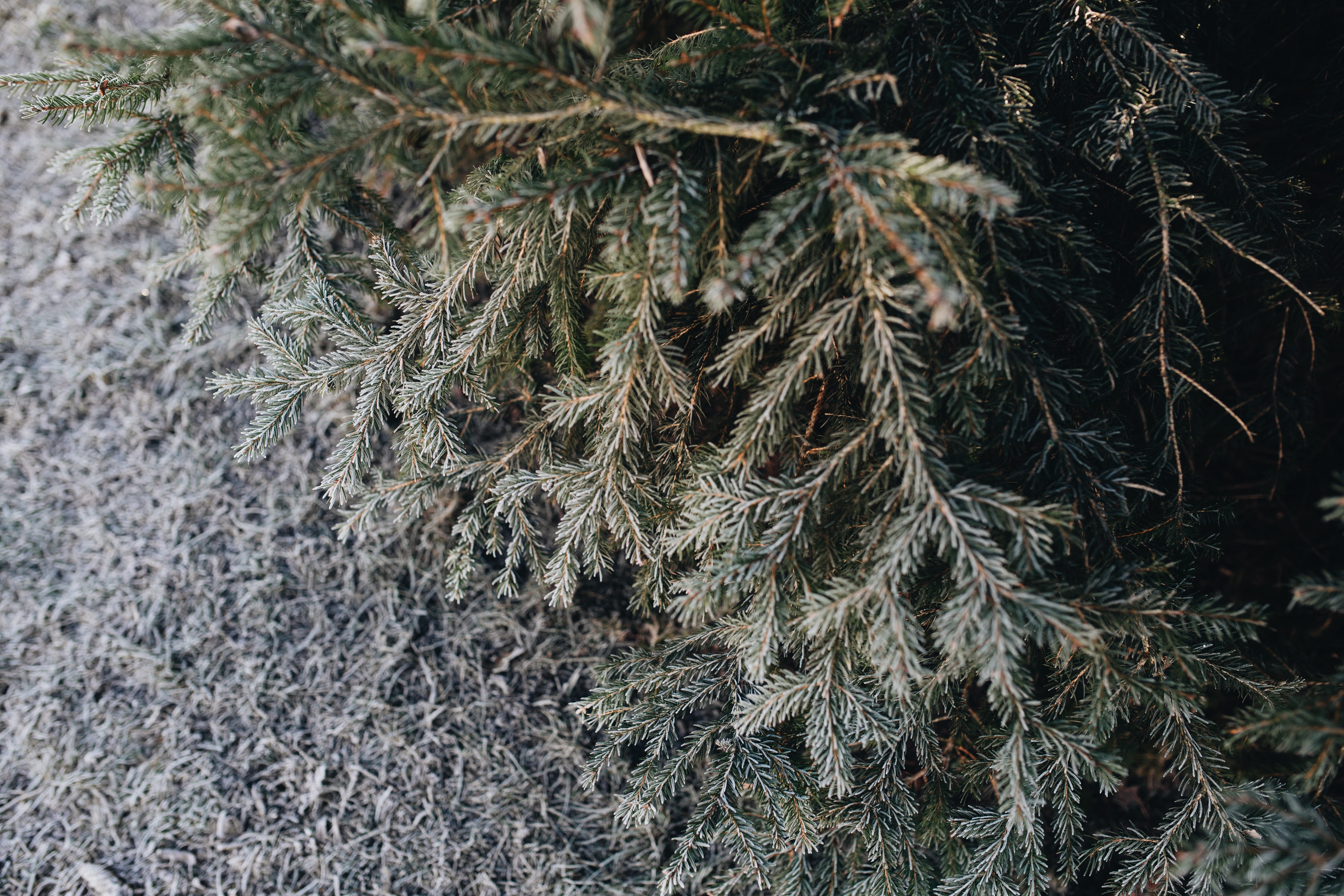 beauty in nature, high angle view, pine tree, backgrounds, tranquility, full frame, day, ze, cold, no people, outdoors, pinaceae, nobody, land, twig, nature, HD Wallpaper