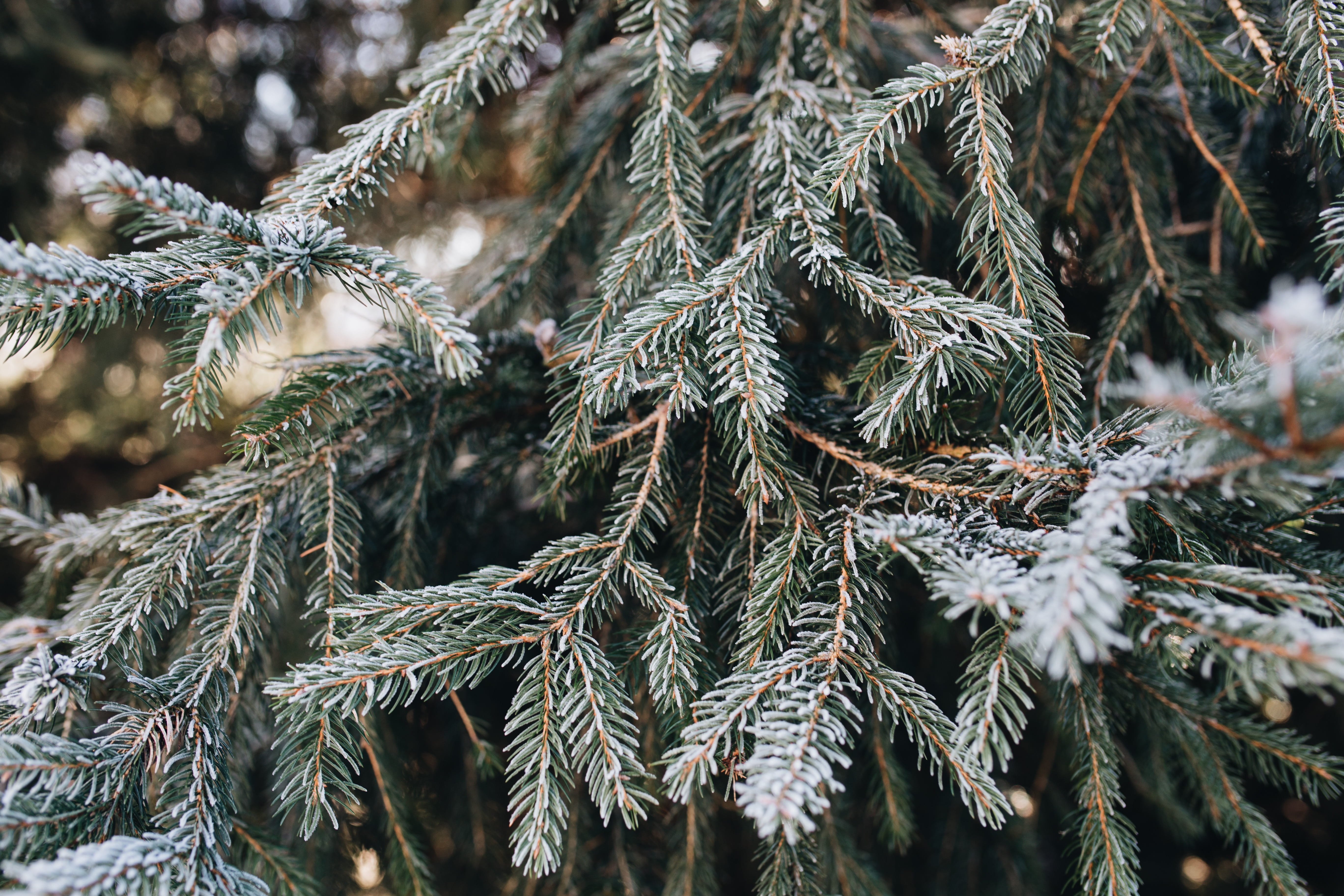 nature, fir tree, pine tree, tranquility, growth, winter, branch, freeze, close-up, frost, green color, cold temperature, ze, outdoors, evergreen tree, HD Wallpaper