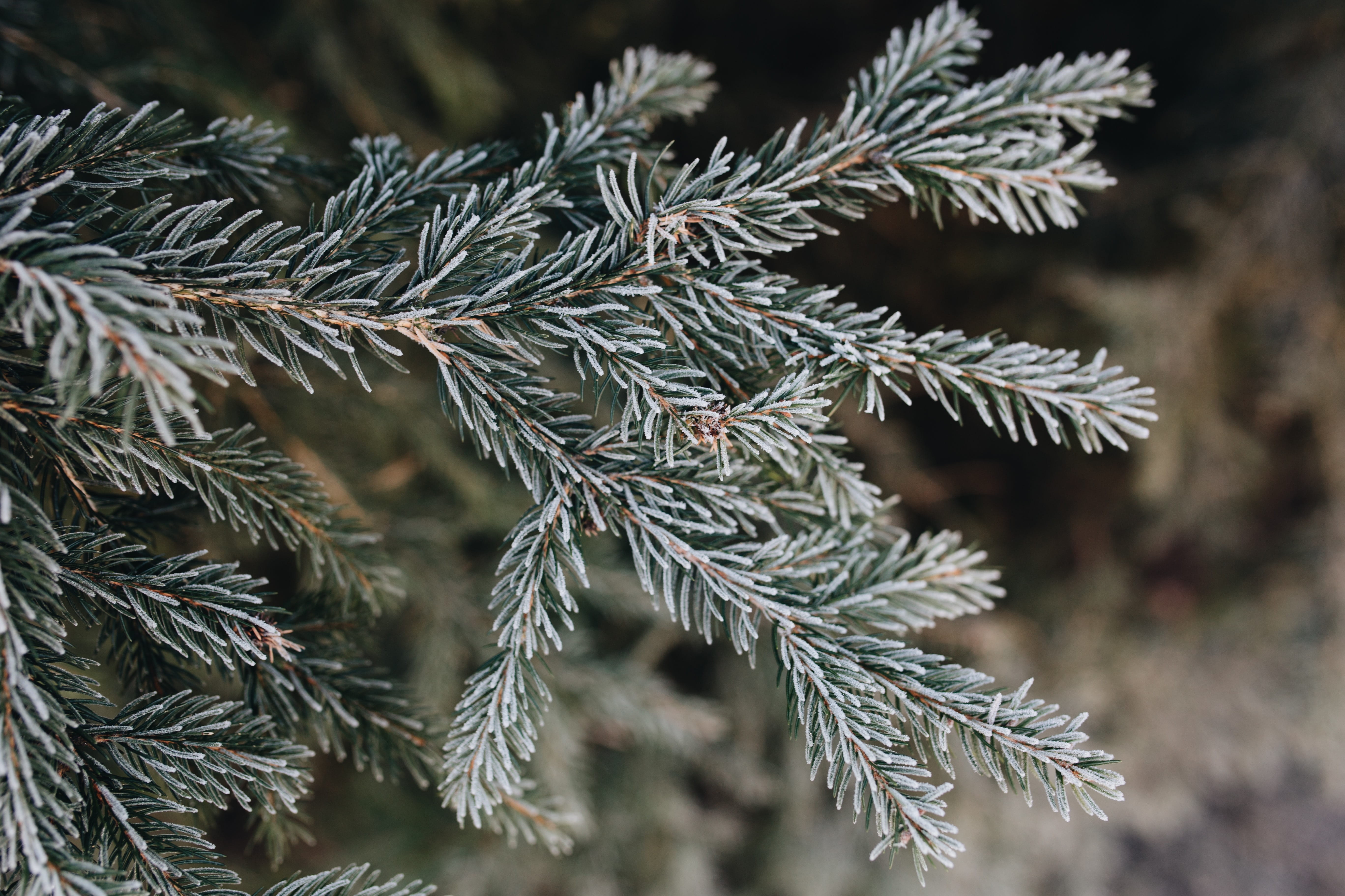 no people, nobody, green color, tree, pine woodland, cold, evergreen tree, winter, pine tree, close-up, needle - plant part, christmas, 5K, plant, frost, HD Wallpaper