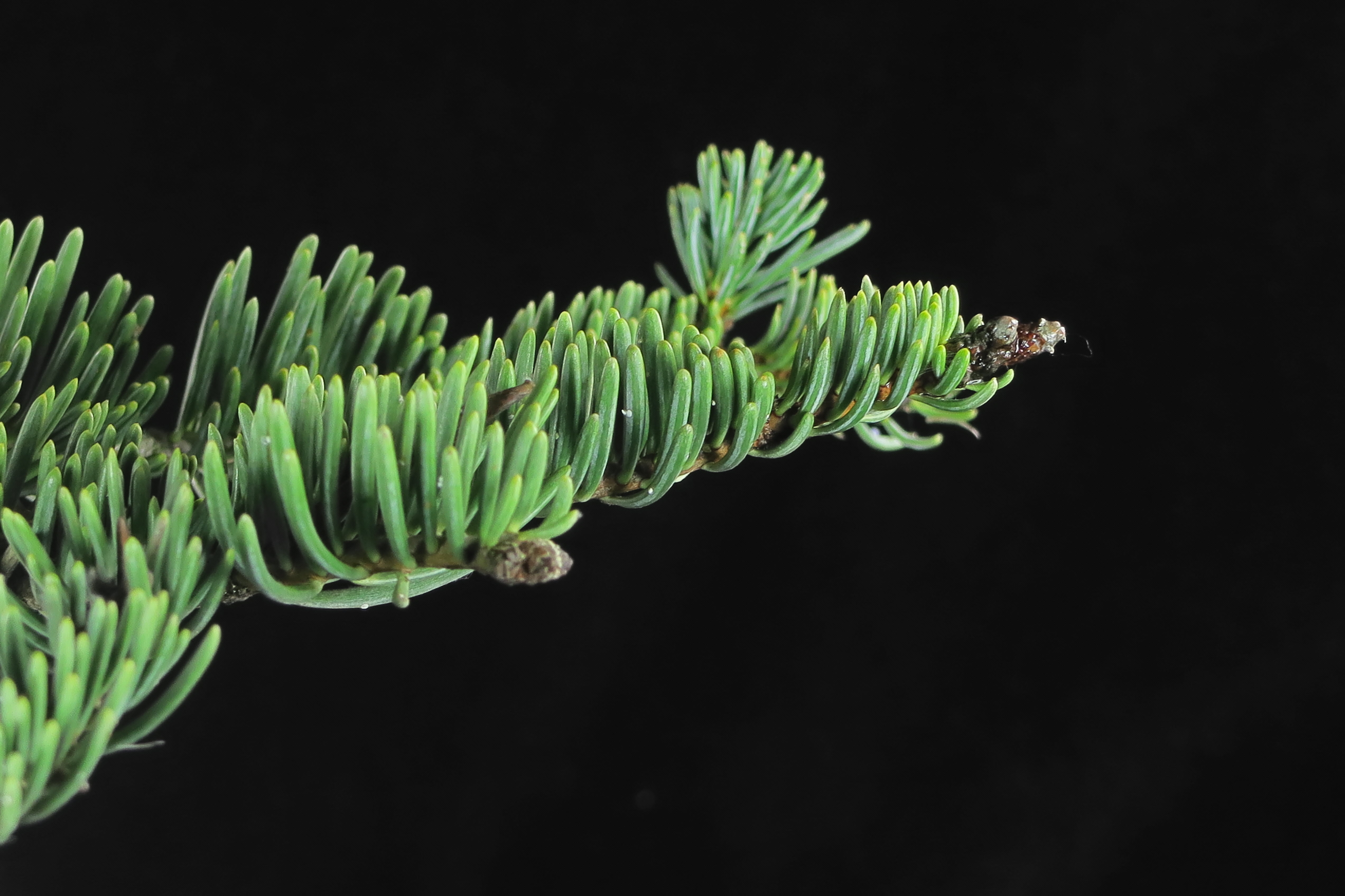 silver fir, plant, White Fir, abies, family, Sierra, pollen, order, nature, Abies concolor  White Fir, common=White, cone, noroeste, leaf, Pinopsida, Tracheophyta, HD Wallpaper
