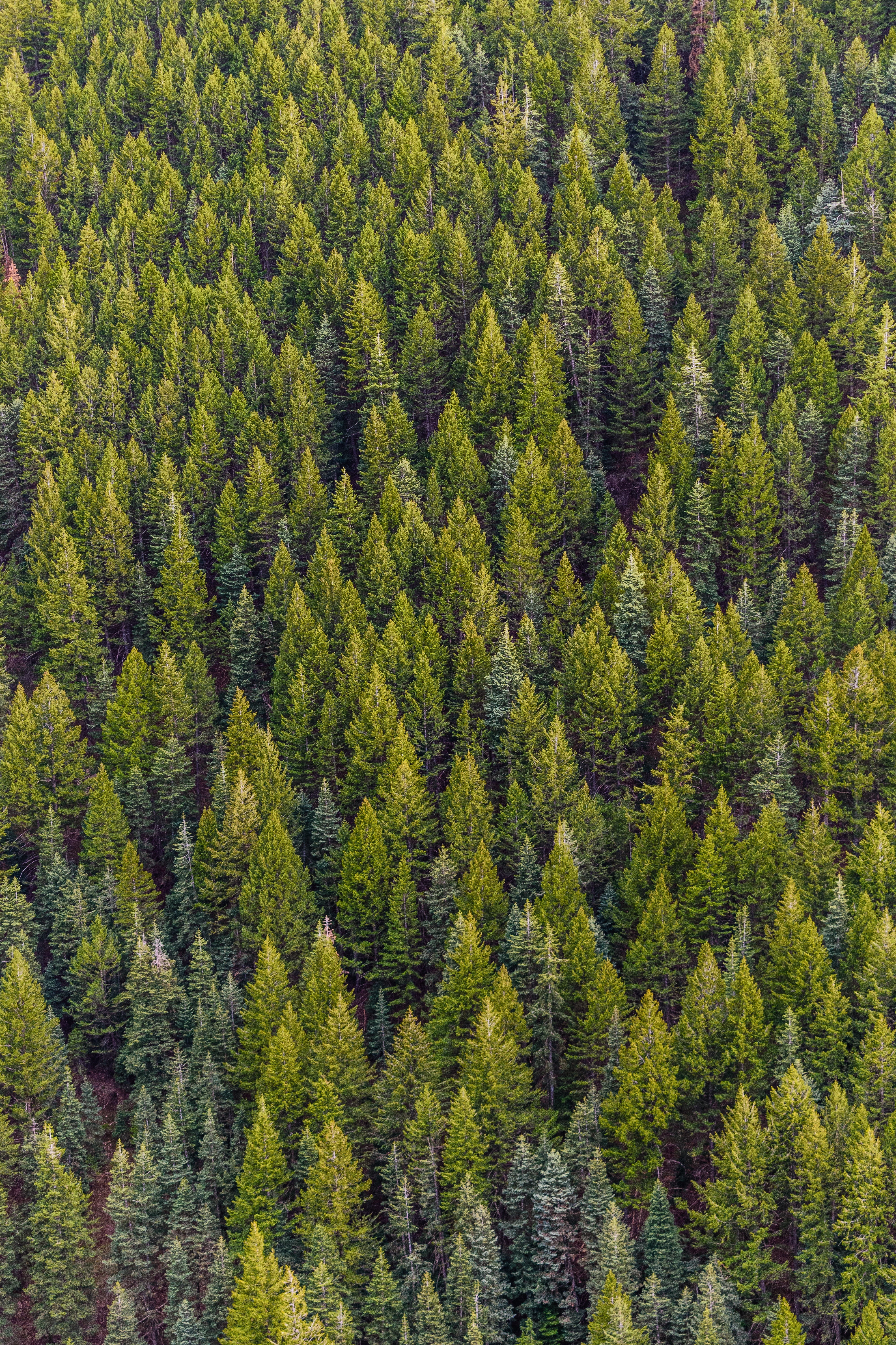 land, non-urban scene, forest, 5K, pine tree, fir tree, evergreen tree, tranquility, green color, full frame, coniferous tree, green, trees, outdoors, Phone HD Wallpaper