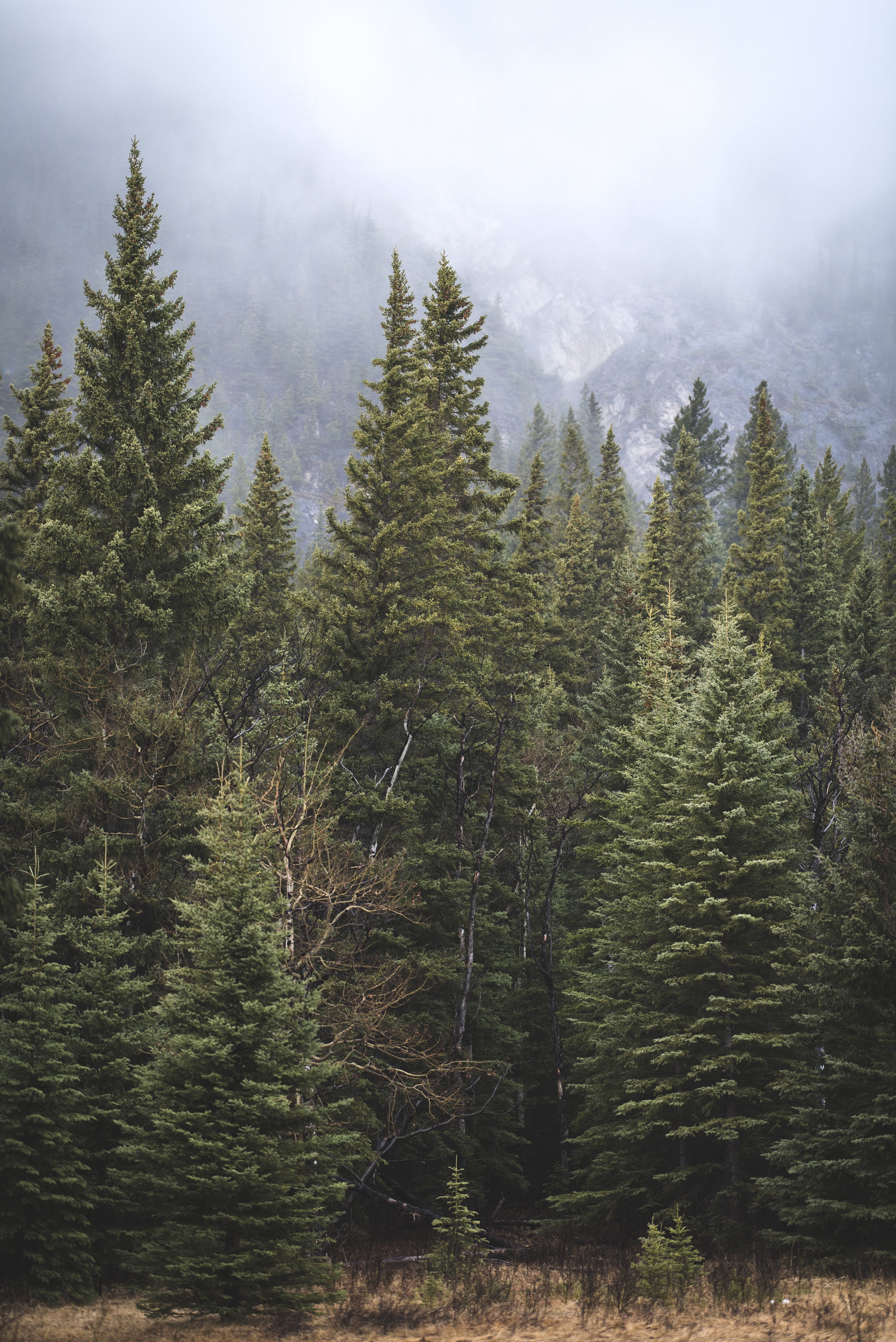 woodland, growth, non-urban scene, fir tree, beauty in nature, pine tree, clouds, outdoors, evergreen tree, trees, pine woodland, scenics - nature, forests, Phone HD Wallpaper