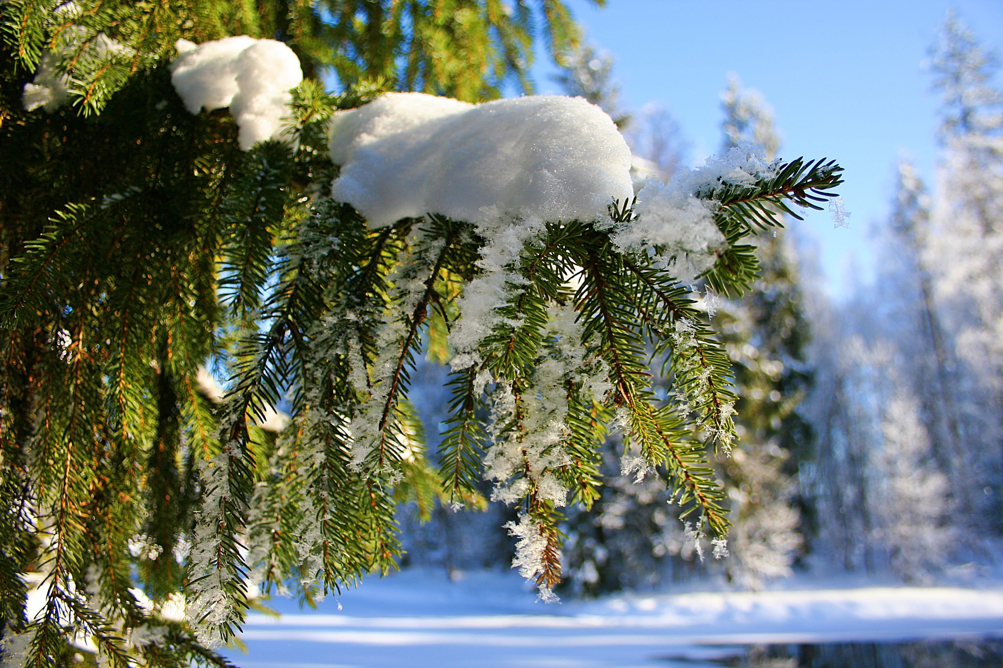 trees, pinaceae, Beauty, tranquility, living nature, 2K, Stroll, needle - plant part, tree, growth, land, Amazing, landscape, fir tree, forest, coniferous tree, HD Wallpaper