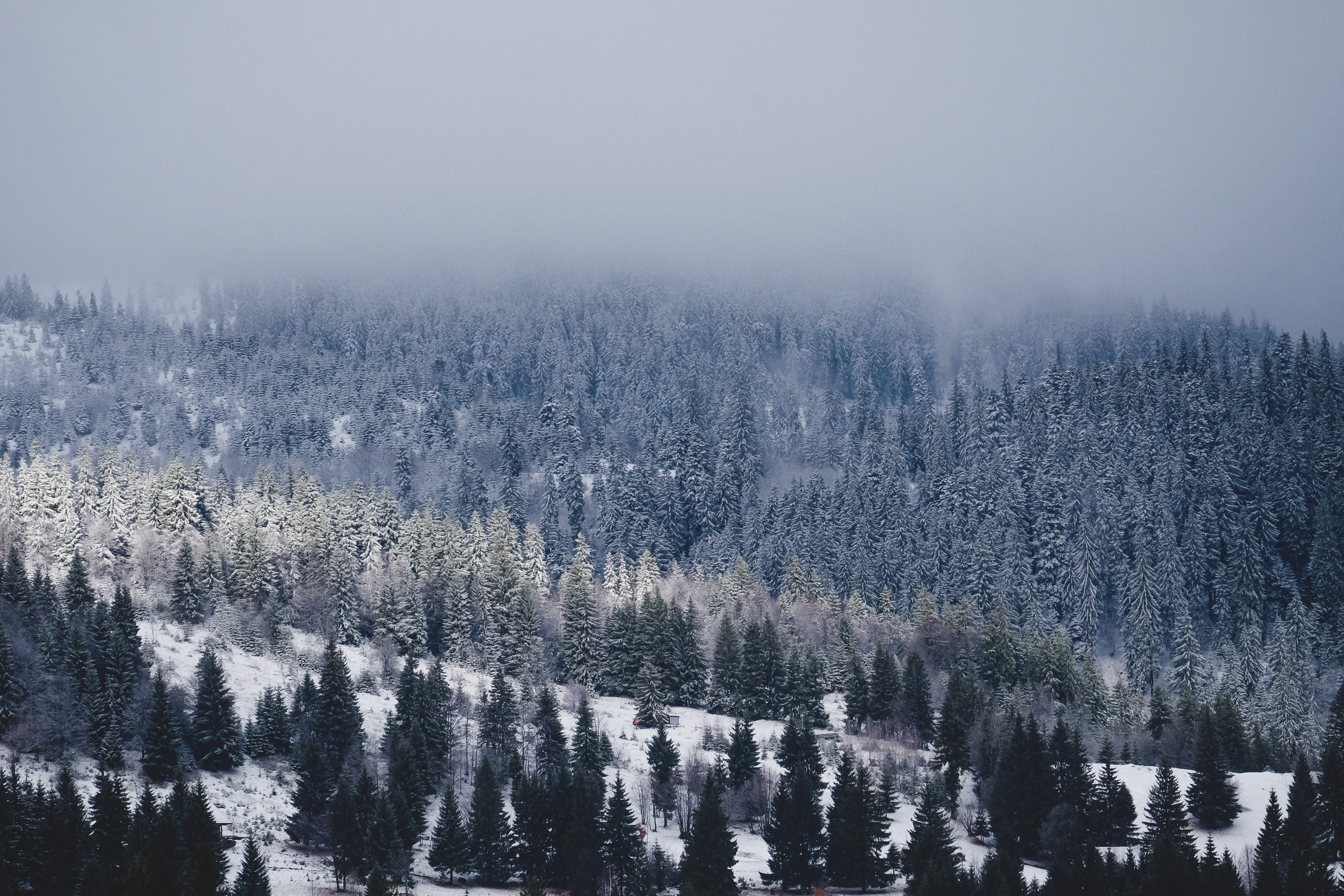 no People, cold - Temperature, photo, outdoors, wide, color Image, angle, pine woodland, snow, pine tree, cold temperature, pinaceae, pine, tranquility, HD Wallpaper