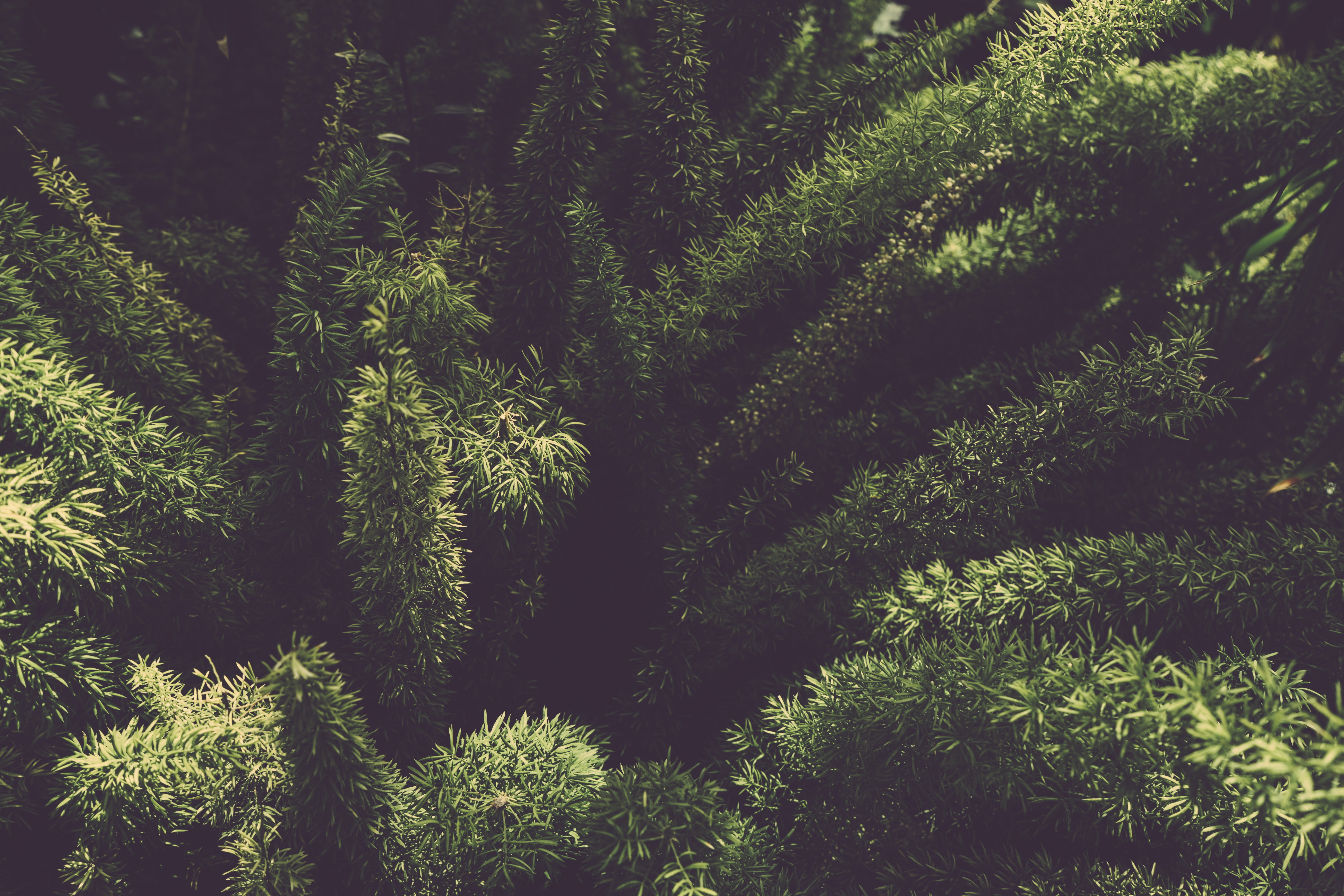5K, tree, lush foliage, natural, no people, spruce tree, green color, fir tree, land, day, botany, outdoors, growth, organic, backgrounds, pine tree, nature, HD Wallpaper