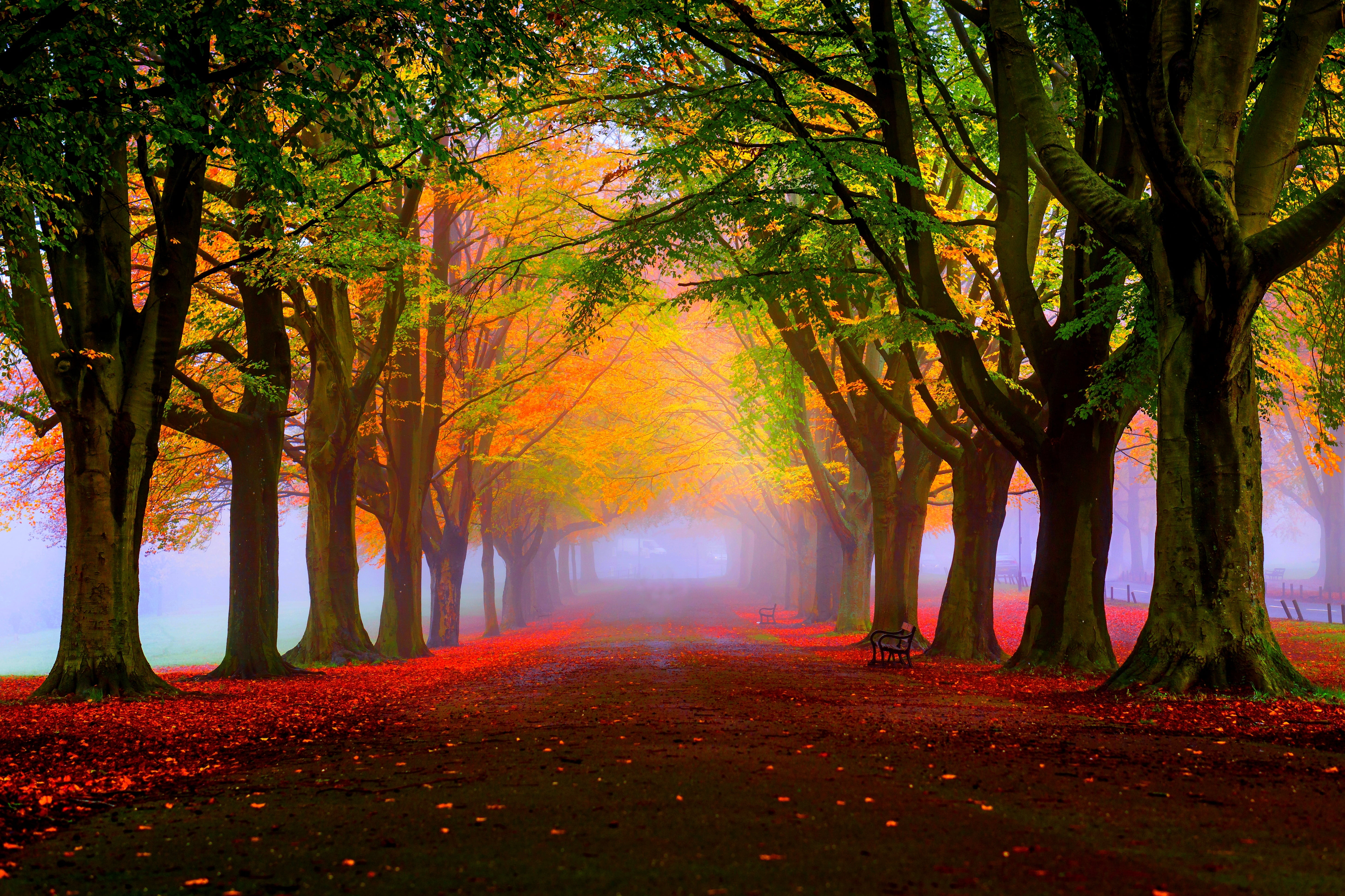 light - Natural Phenomenon, morning, red, non-Urban Scene, tranquil Scene, lush Foliage, rural Scene, diminishing perspective, october, tranquility, HD Wallpaper