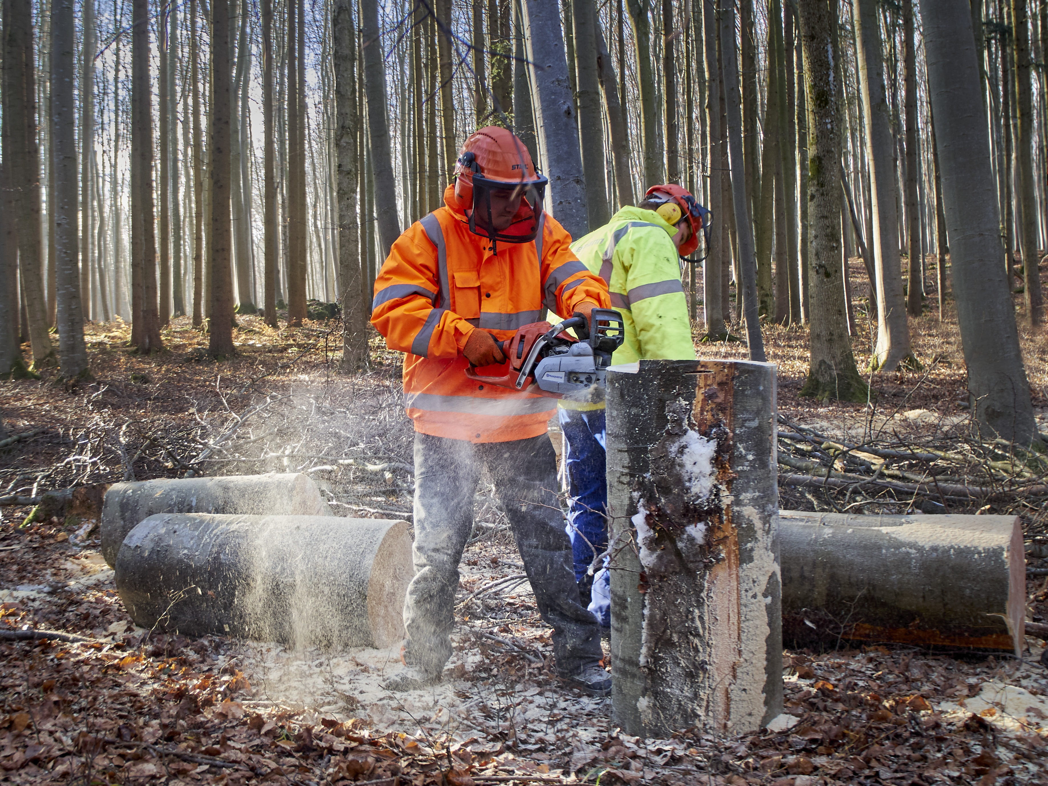 growing stock, tree, outdoors, working, full length, firewood, land, timber, helmet, using, effort, men, forest work, work, adult, sawed off, safety, woodland, HD Wallpaper