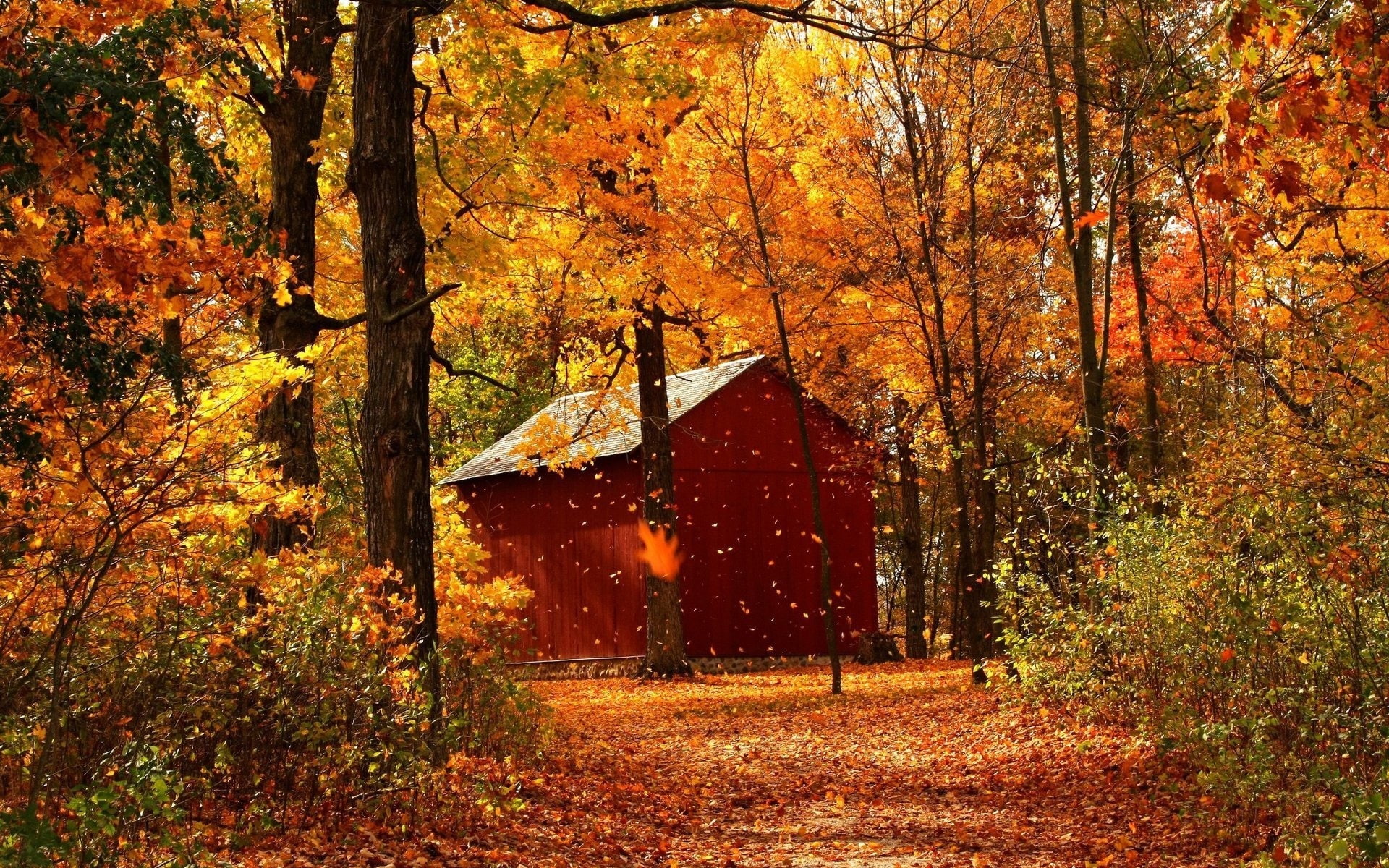 1080P, Forest, Cabins, Autumn, Red, Maple, HD Wallpaper