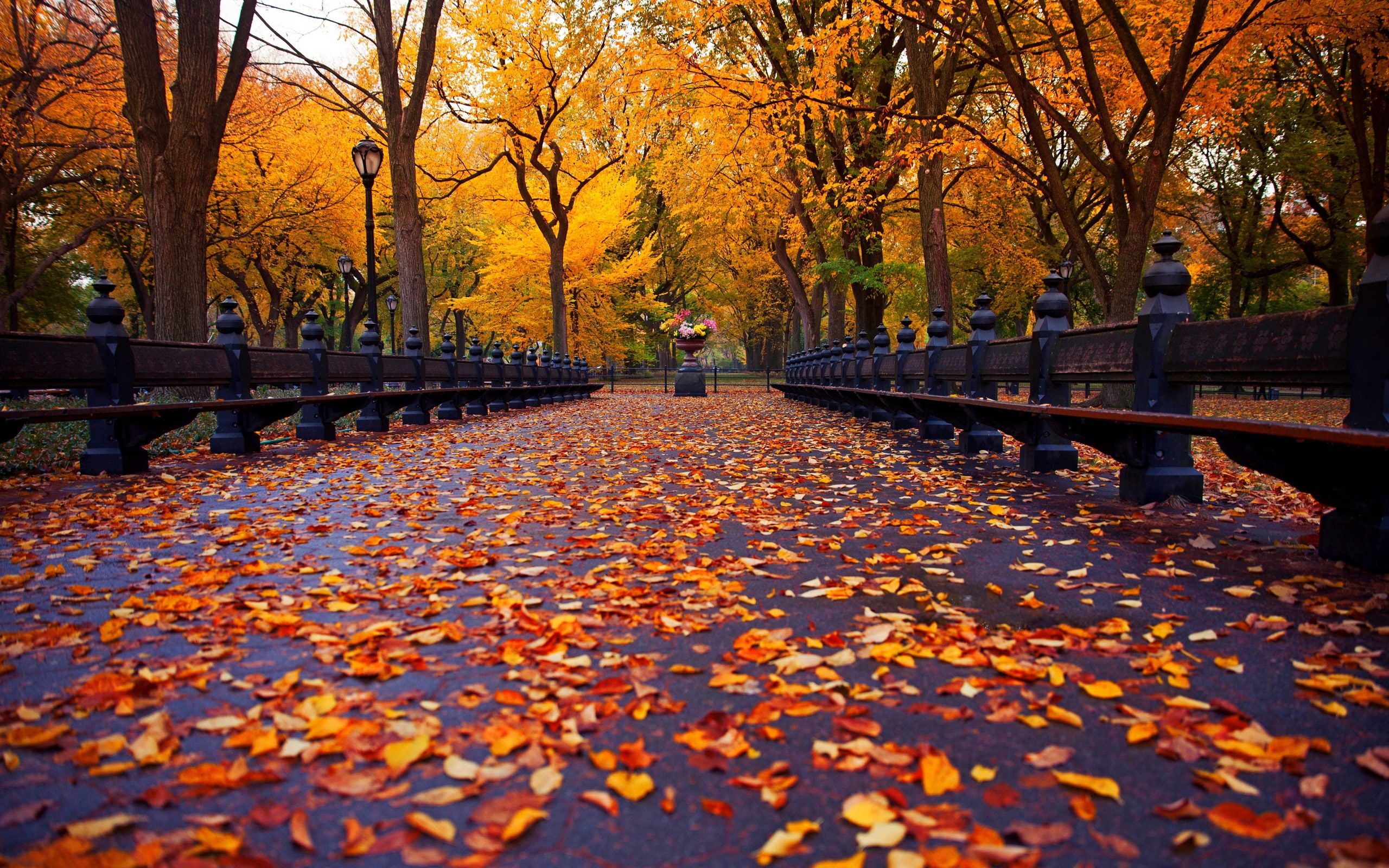 Walk, York, Park, New, 2K, Bench, Yellow, Leaves, Trees, Road, Autumn, HD Wallpaper