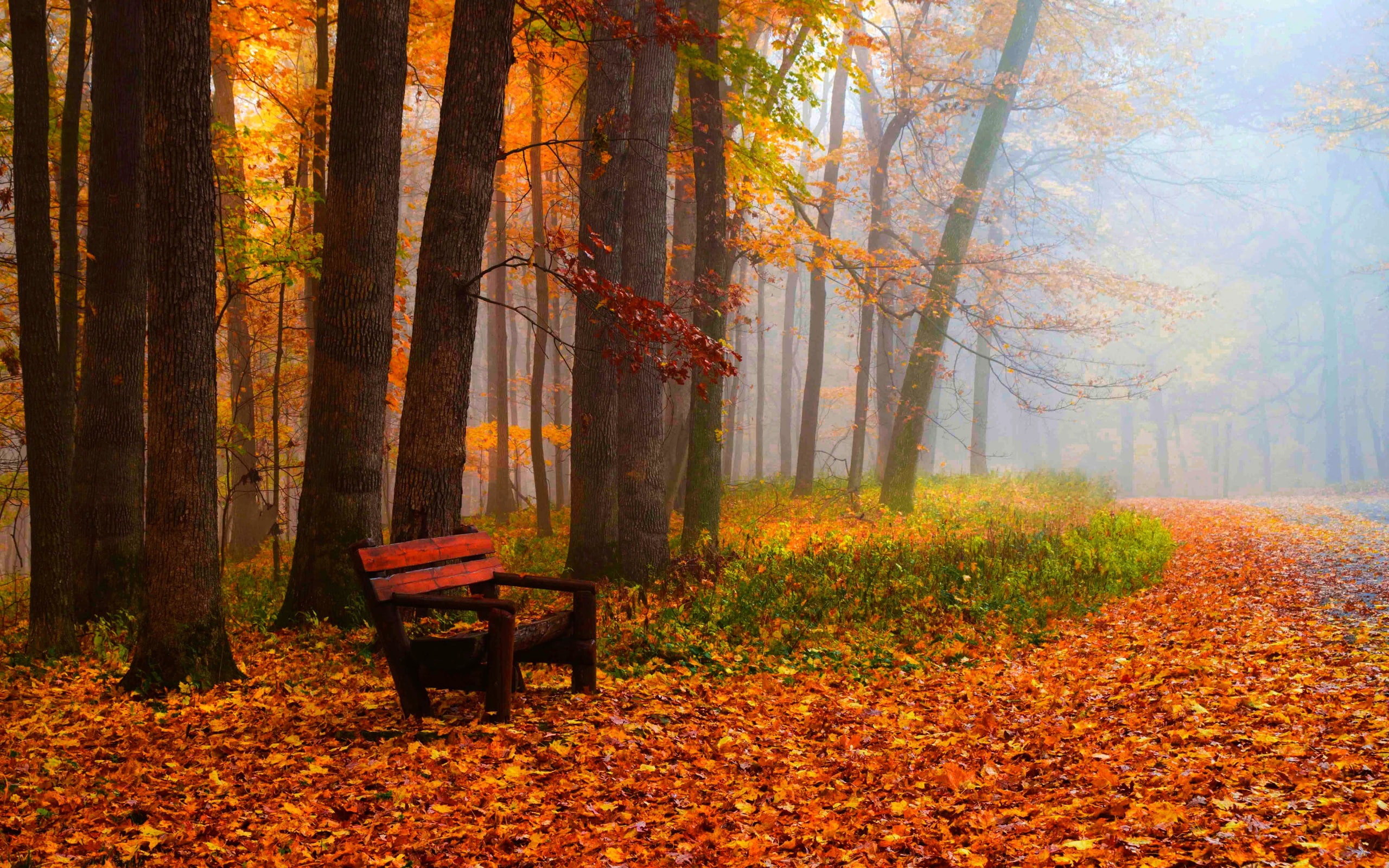 Leaves, Grass, Road, Trees, Bench, red, Park, wooden, Autumn, 2K, HD Wallpaper