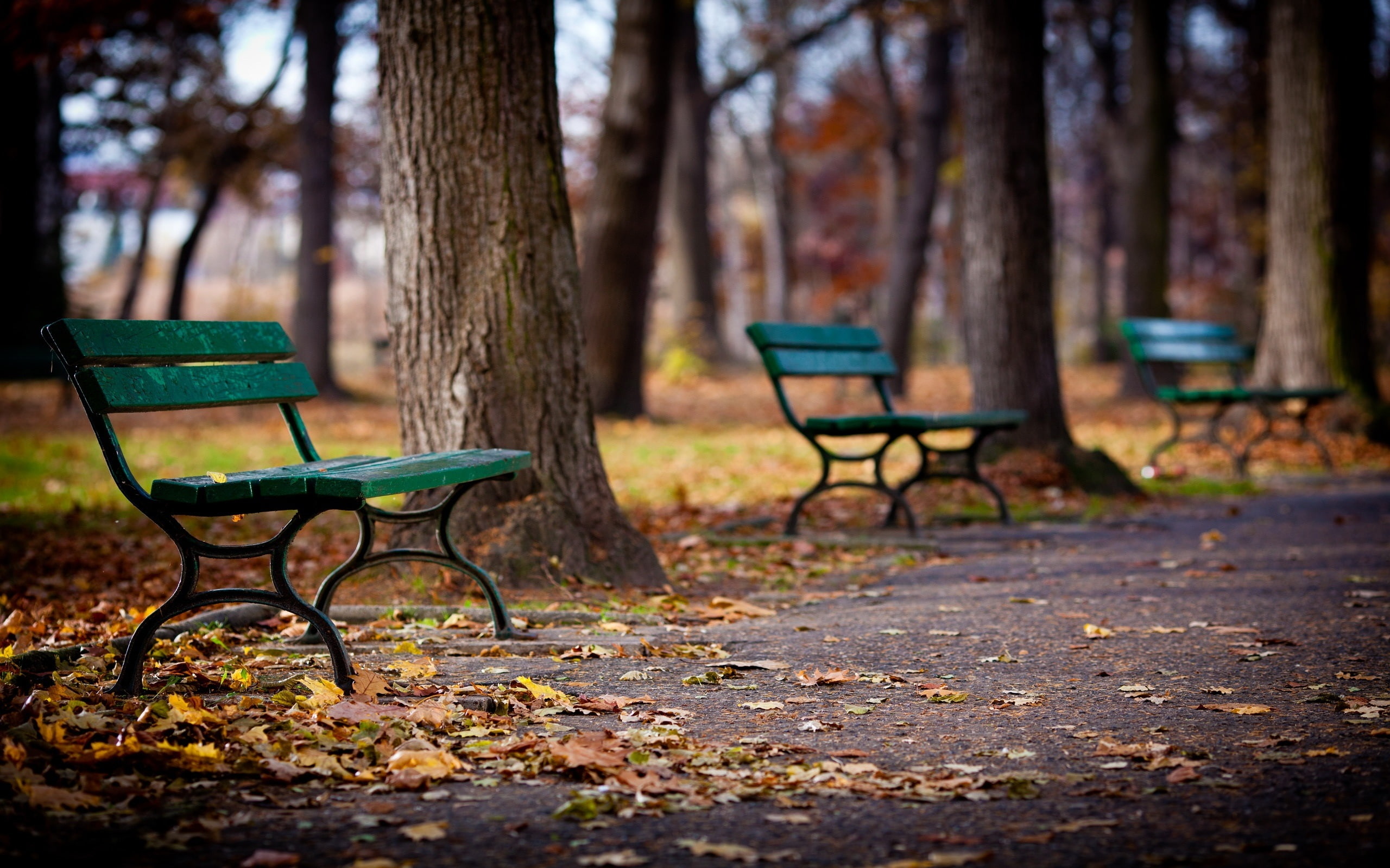 wooden, Bench, 2K, Park, green, Trees, Walkway, Autumn, HD Wallpaper