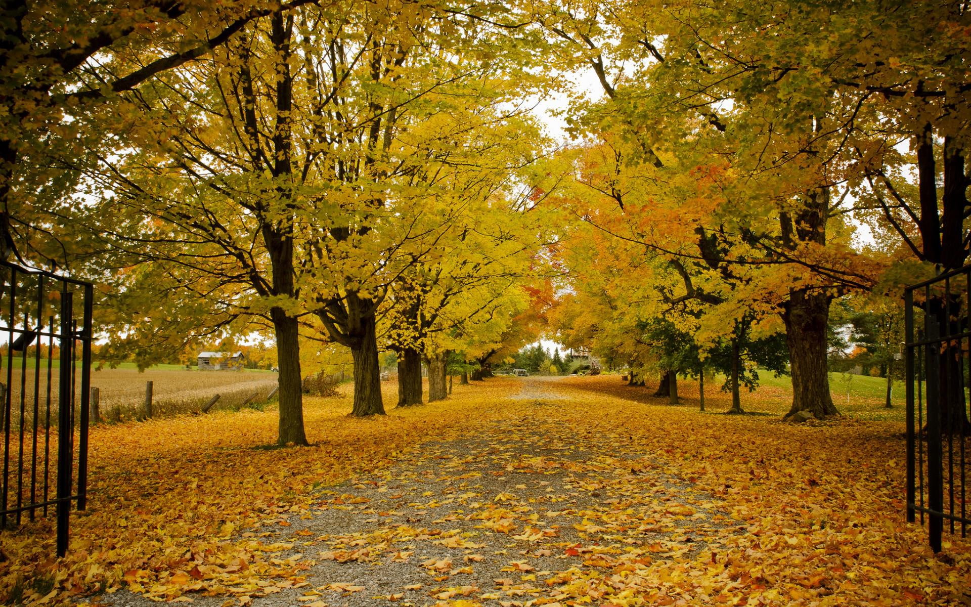orange, trees, 1080P, tress, green, leaves, autumn, HD Wallpaper