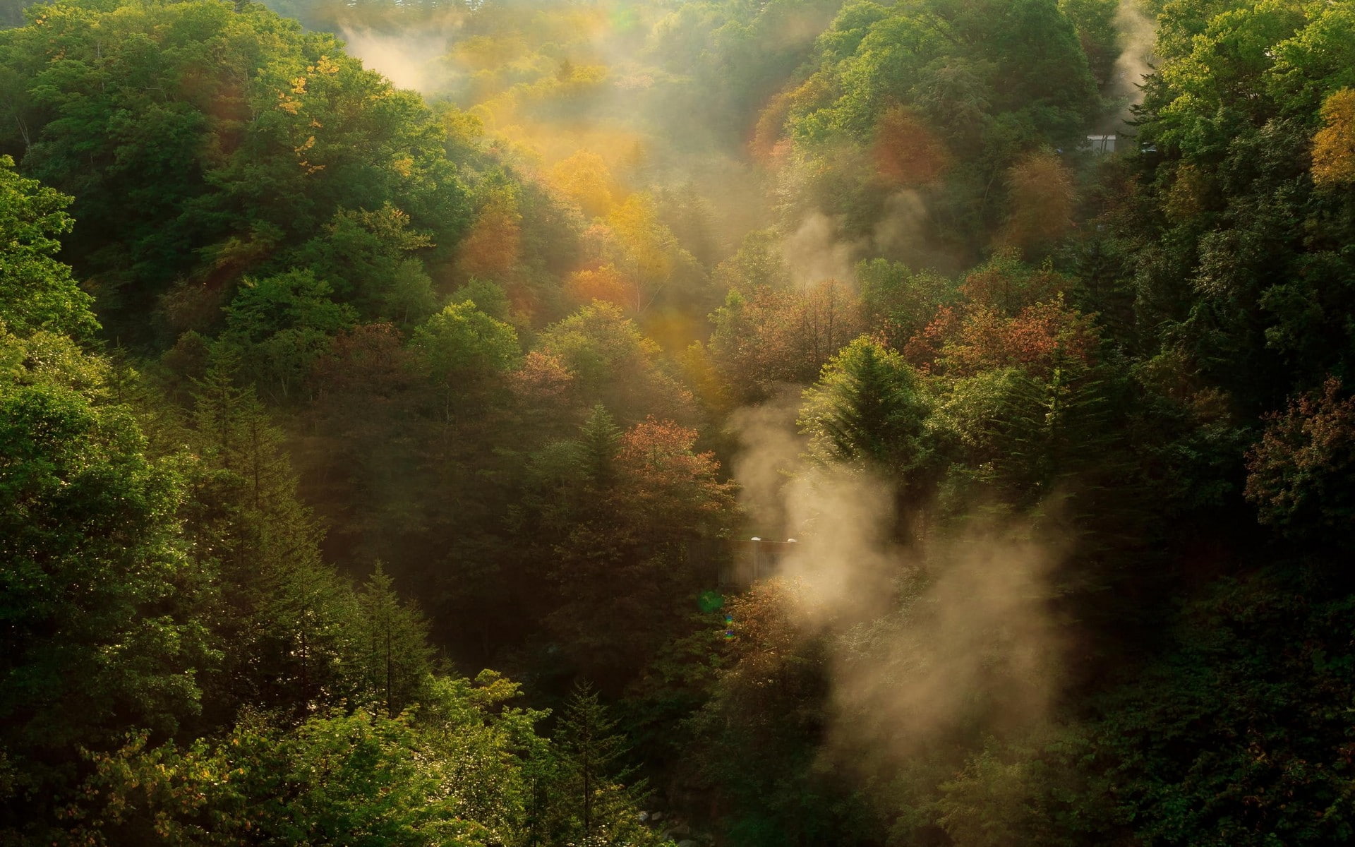 nature, mountain, 1080P, morning, landscape, leaf, mist, sunrise, tress, trees, forest, green, HD Wallpaper