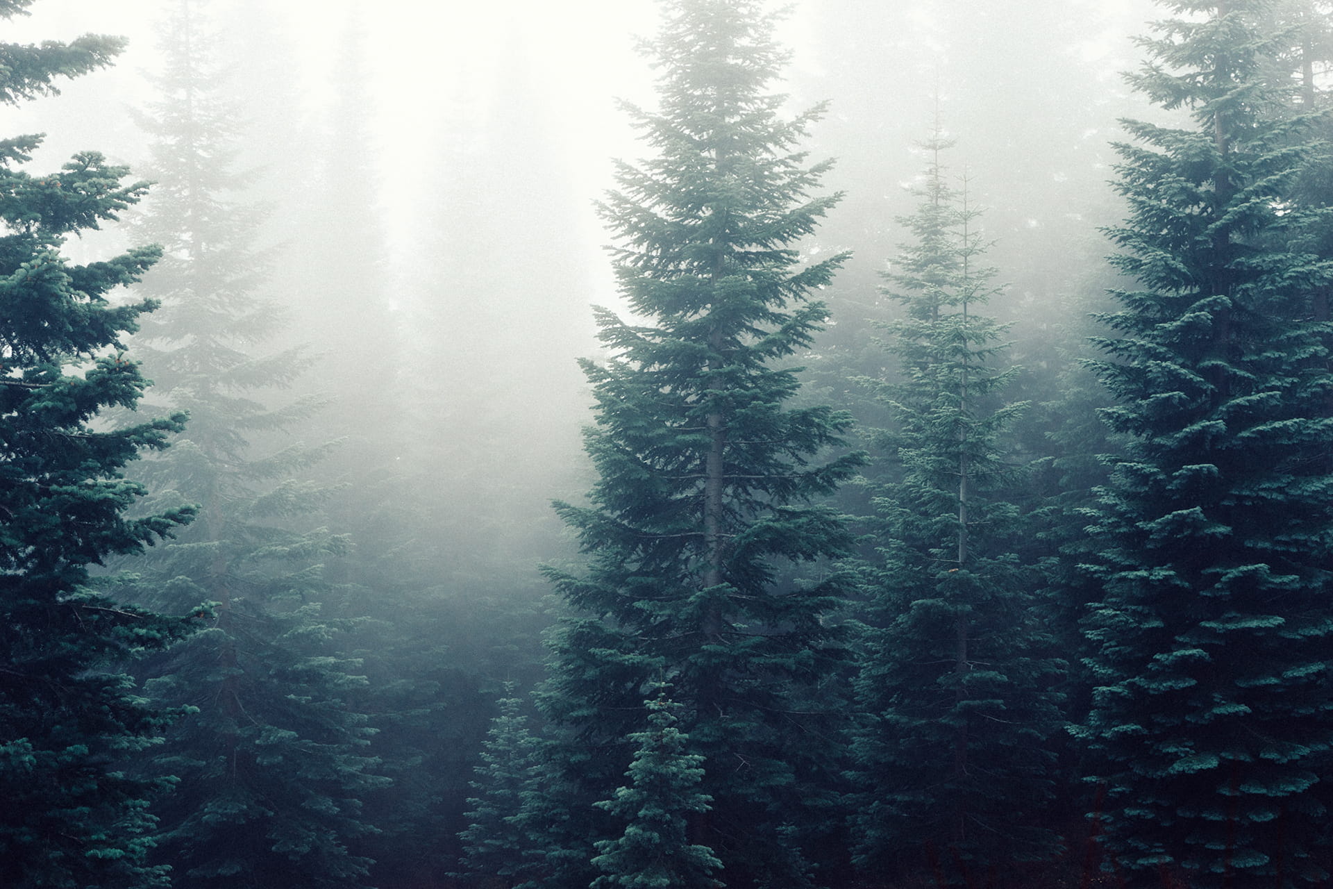 tranquil Scene, pine Tree, tree, wilderness Area, fog, scenics, non-urban scene, no People, pines, environment, 1080P, coniferous tree, plant, cold - Temperature, HD Wallpaper