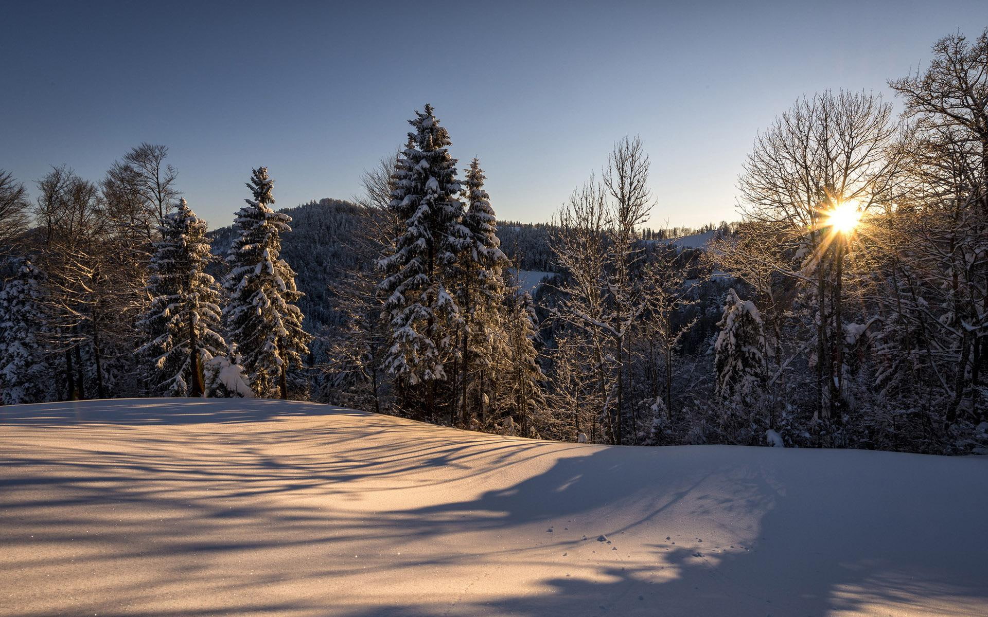 1080P, white, 1920x1200, tree, tress, forest, nature, snow, mountain, winter, sunrise, HD Wallpaper