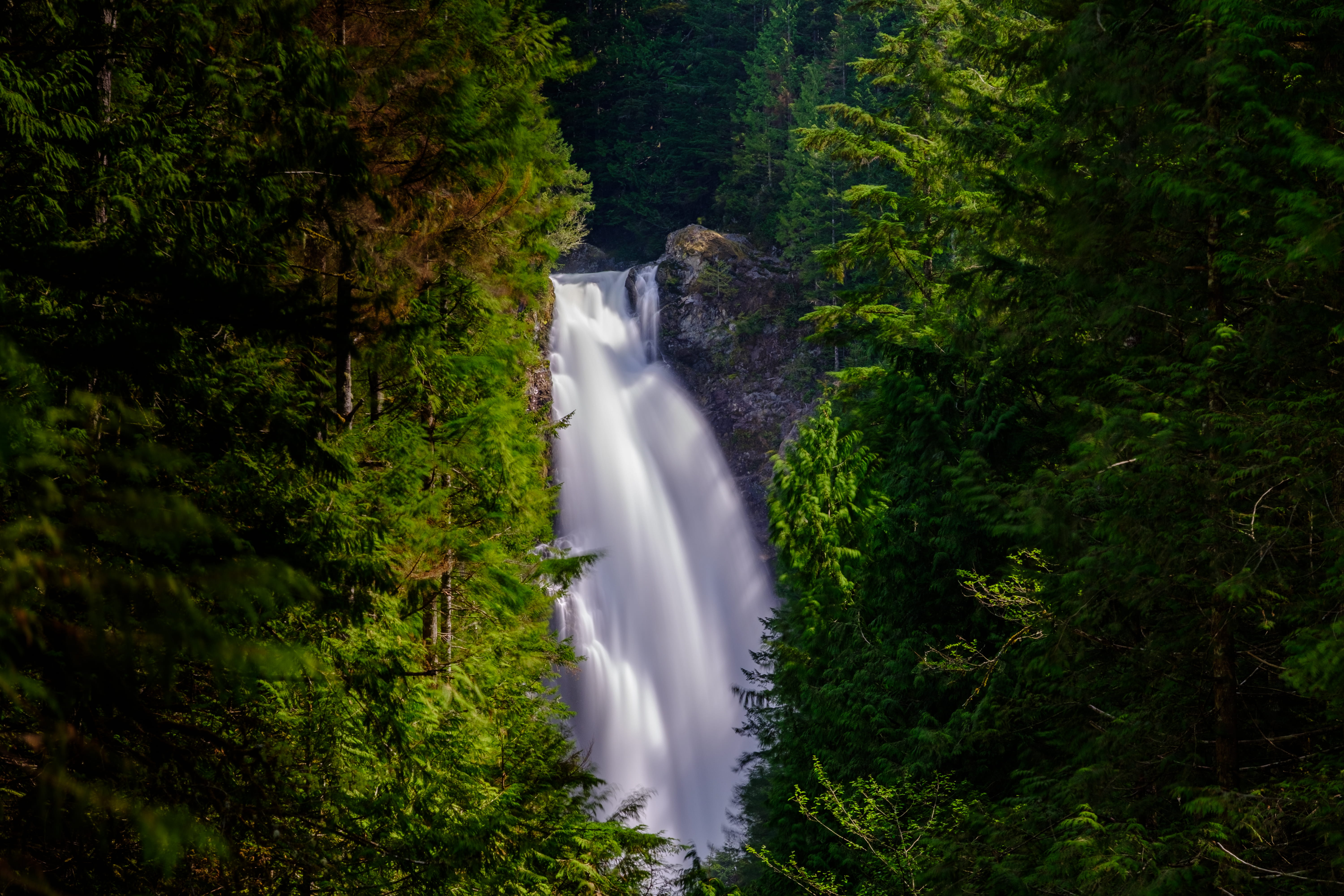 forest, falling water, 5K, pine tree, no people, flowing water, long exposure, creek, river, nature, waterfall, foliage, beside, plant, tree, dark, power in nature, HD Wallpaper