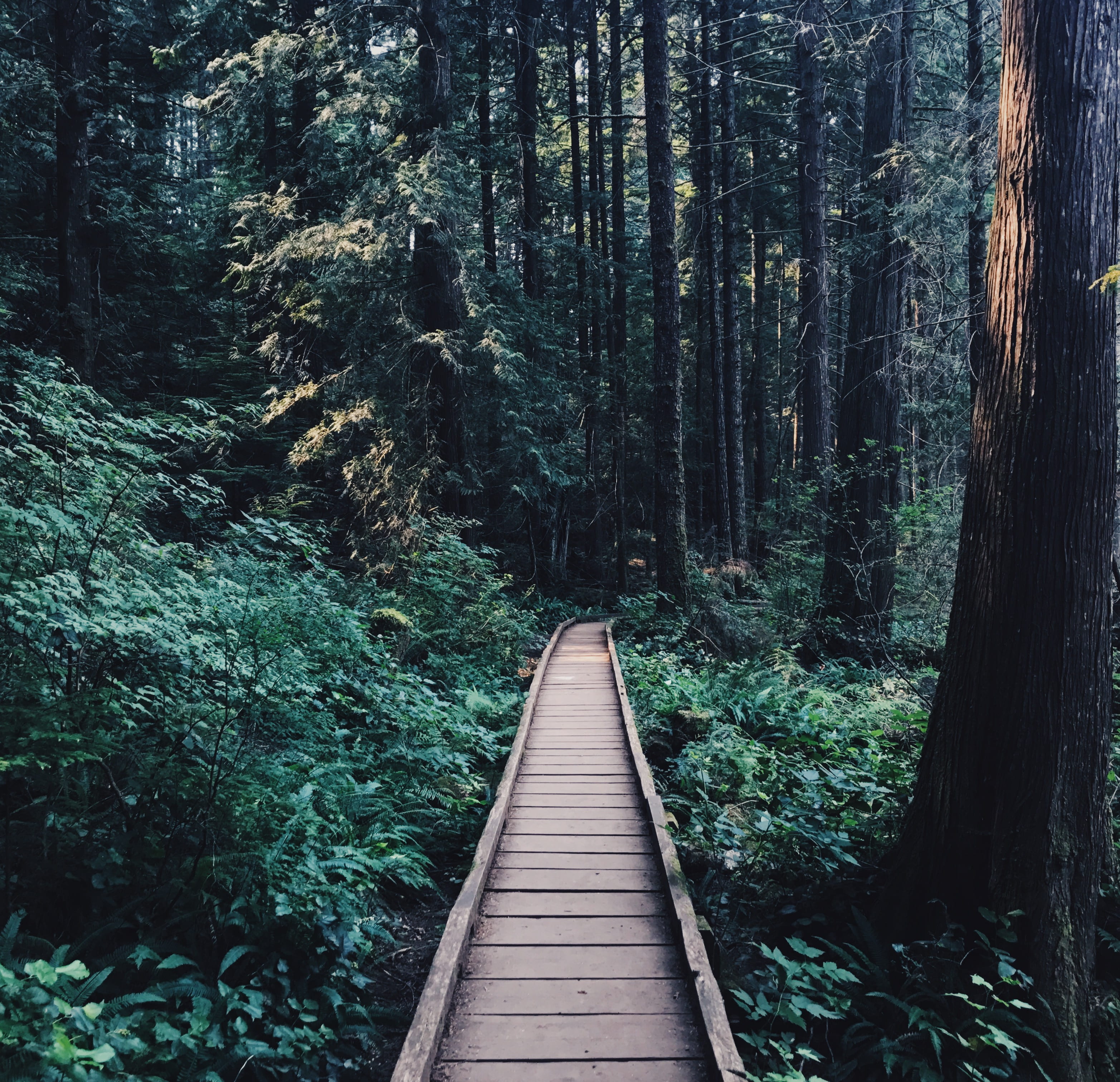 inside, boardwalk, land, tranquil scene, nature, beauty in nature, tranquility, outdoors, walkway, narrow, vancouver, footbridge, trail, footpath, path, HD Wallpaper