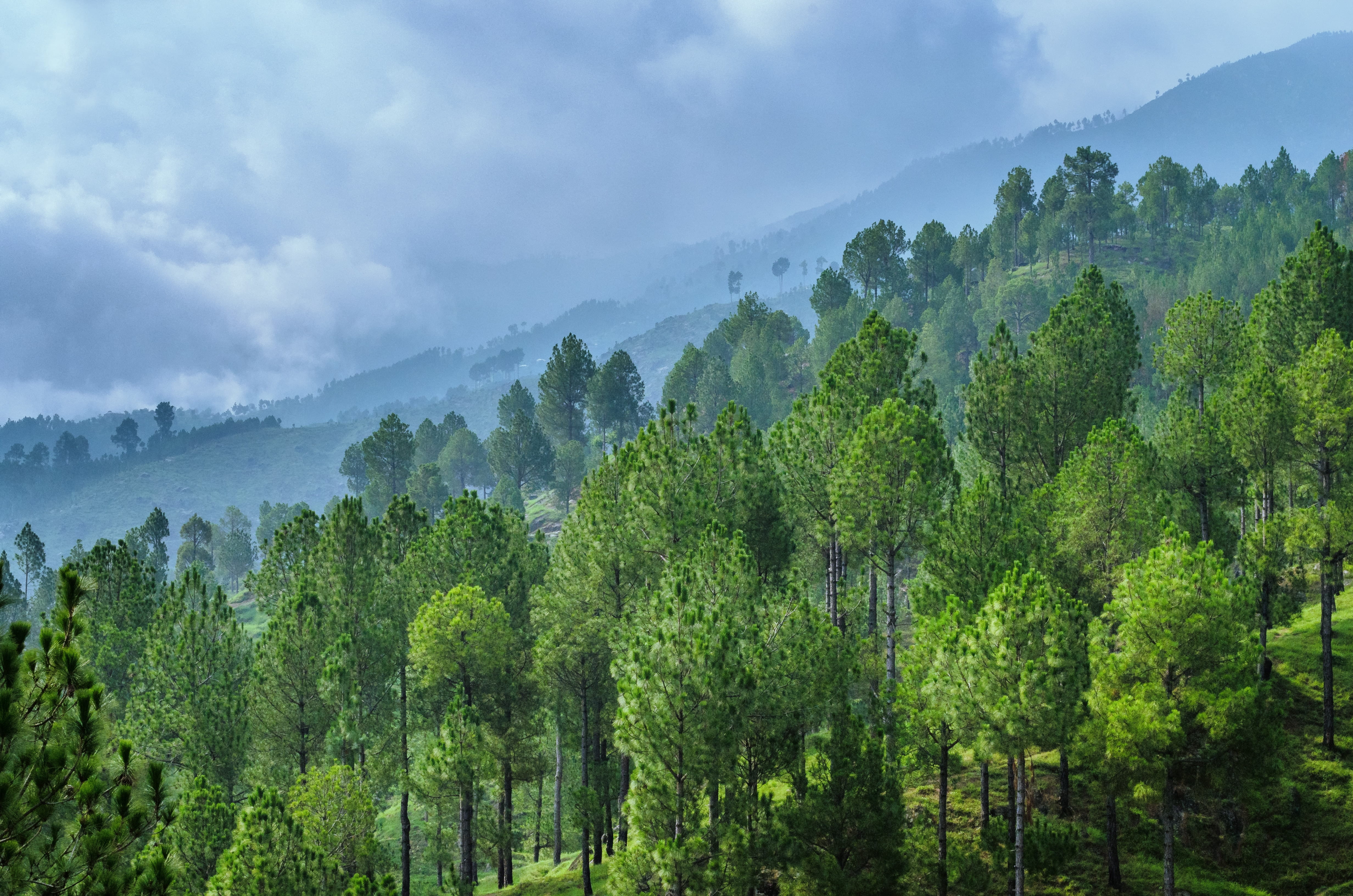  rainforest, landscape, nature, tree, scenics - nature, pakistan, tranquil scene, growth, fog, beauty in nature, alpine, love, summers, land, HD Wallpaper
