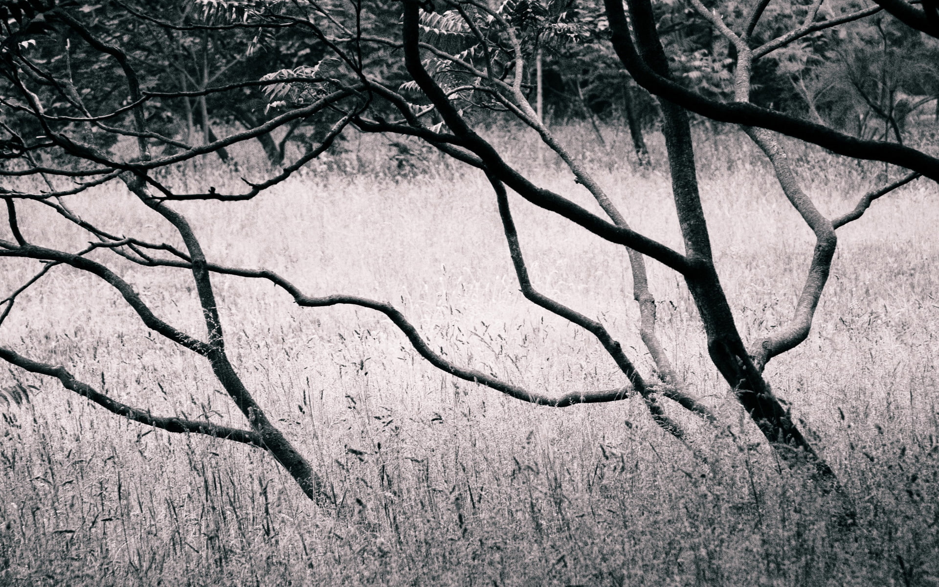 bw, hd, 1080P, tress, grey, nature, trees, HD Wallpaper
