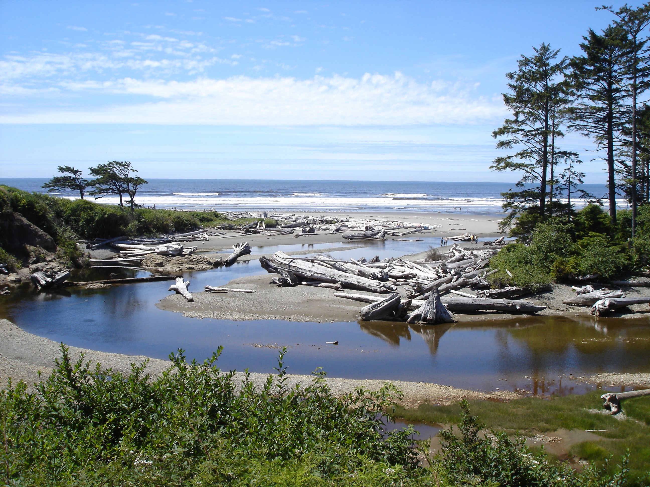 olympic national park, body, coast, nature, no people, scenics - nature, drift wood, ruby, shore line, 2K, land, tree, horizon over water, ocean, water, HD Wallpaper