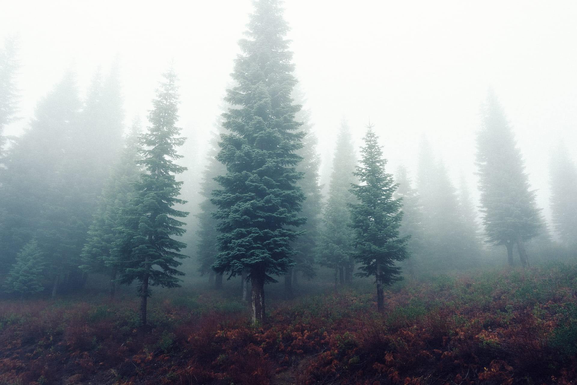 non-Urban Scene, white, season, woodland, tranquil Scene, beauty In Nature, hazy, environment, tranquility, land, morning, winter, tree, landscape, scenics, HD Wallpaper