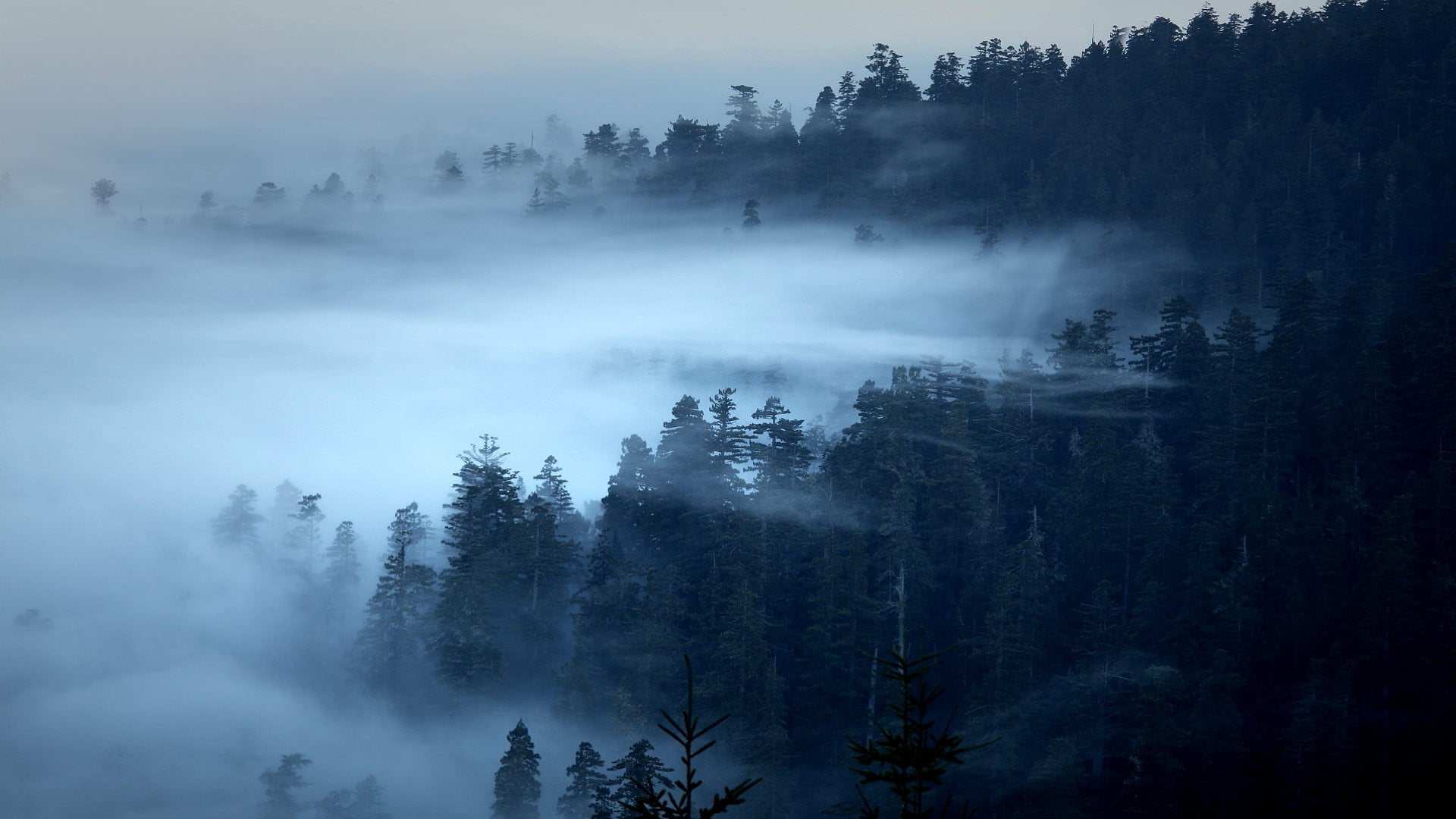 tranquility, 1080P, coniferous tree, landscape, no people, pine woodland, land, nature, morning, non-urban scene, pine trees, beauty in nature, plant, HD Wallpaper