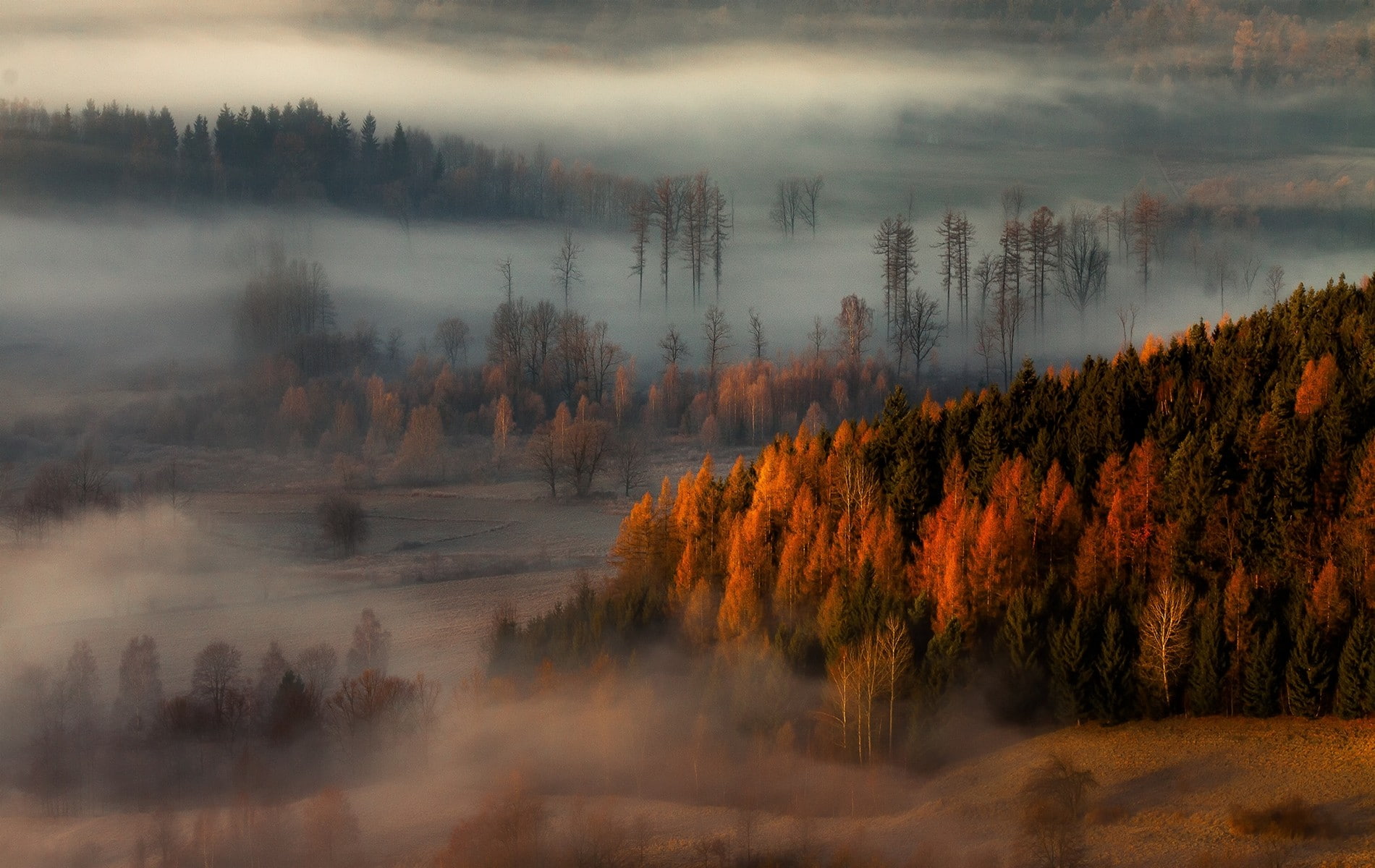 autumn, plant, tree, non-urban scene, nature, no people, day, beauty in nature, environment, trees, 720P, growth, fog, woodland, pine tree, land, fall, HD Wallpaper