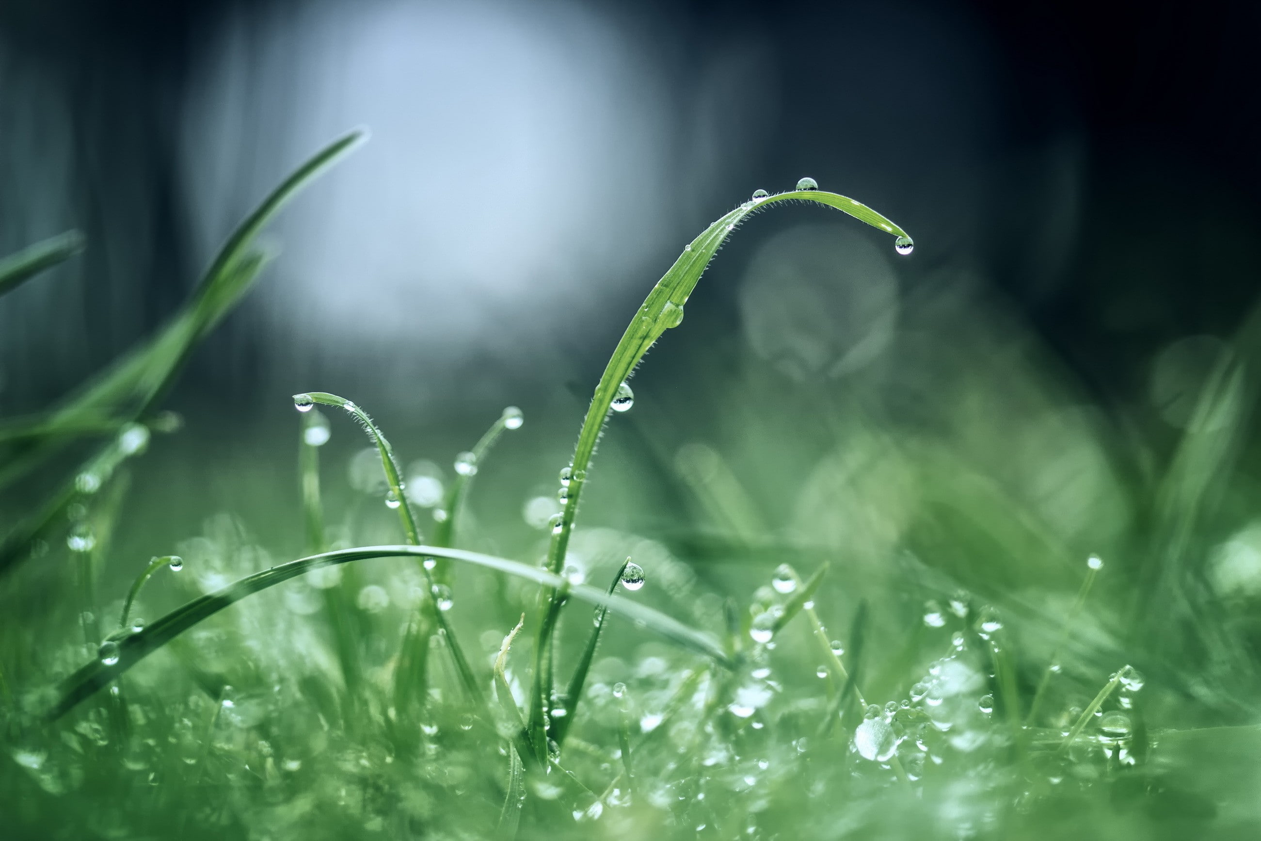 grass, drops, rain, reflections, 2K, green, morning after rain, morning, dew, HD Wallpaper