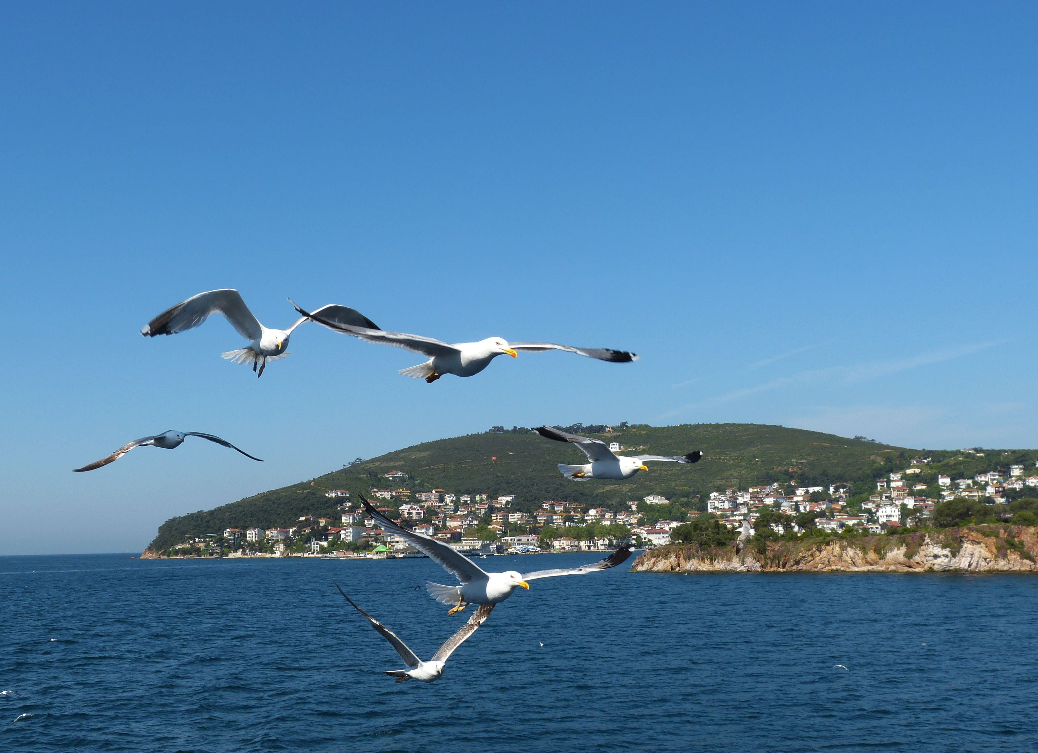 spread wings, nature, flying, animal wildlife, motion, blue, group of animals, clear sky, istanbul, bird, island, sky, animal, water, 2K, animal themes, HD Wallpaper