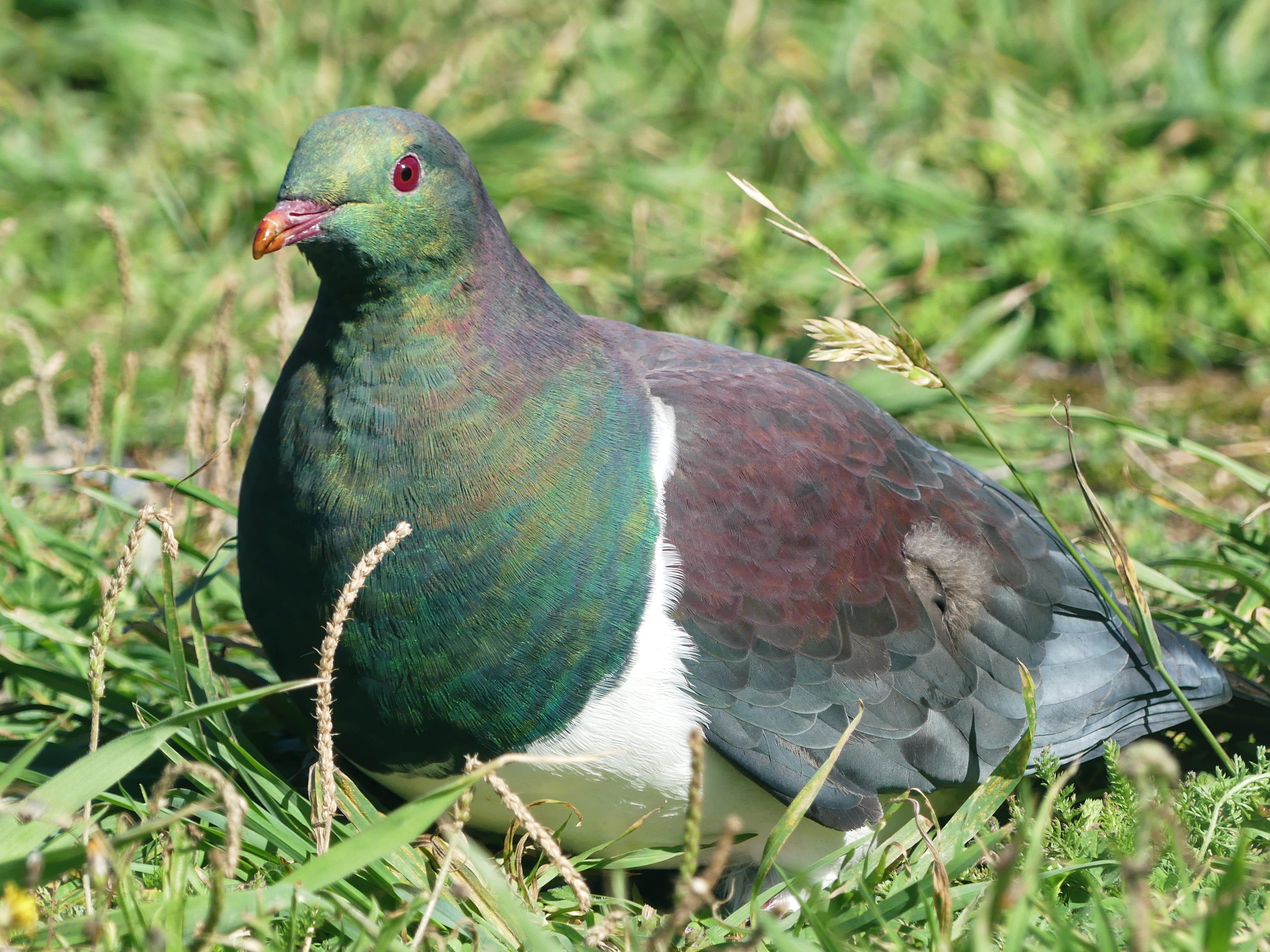 perching, wildfowl, outdoors, wing, bird, animal themes, green color, feather, animal wildlife, plant, no people, close-up, day, kapiti island, ornithology, HD Wallpaper