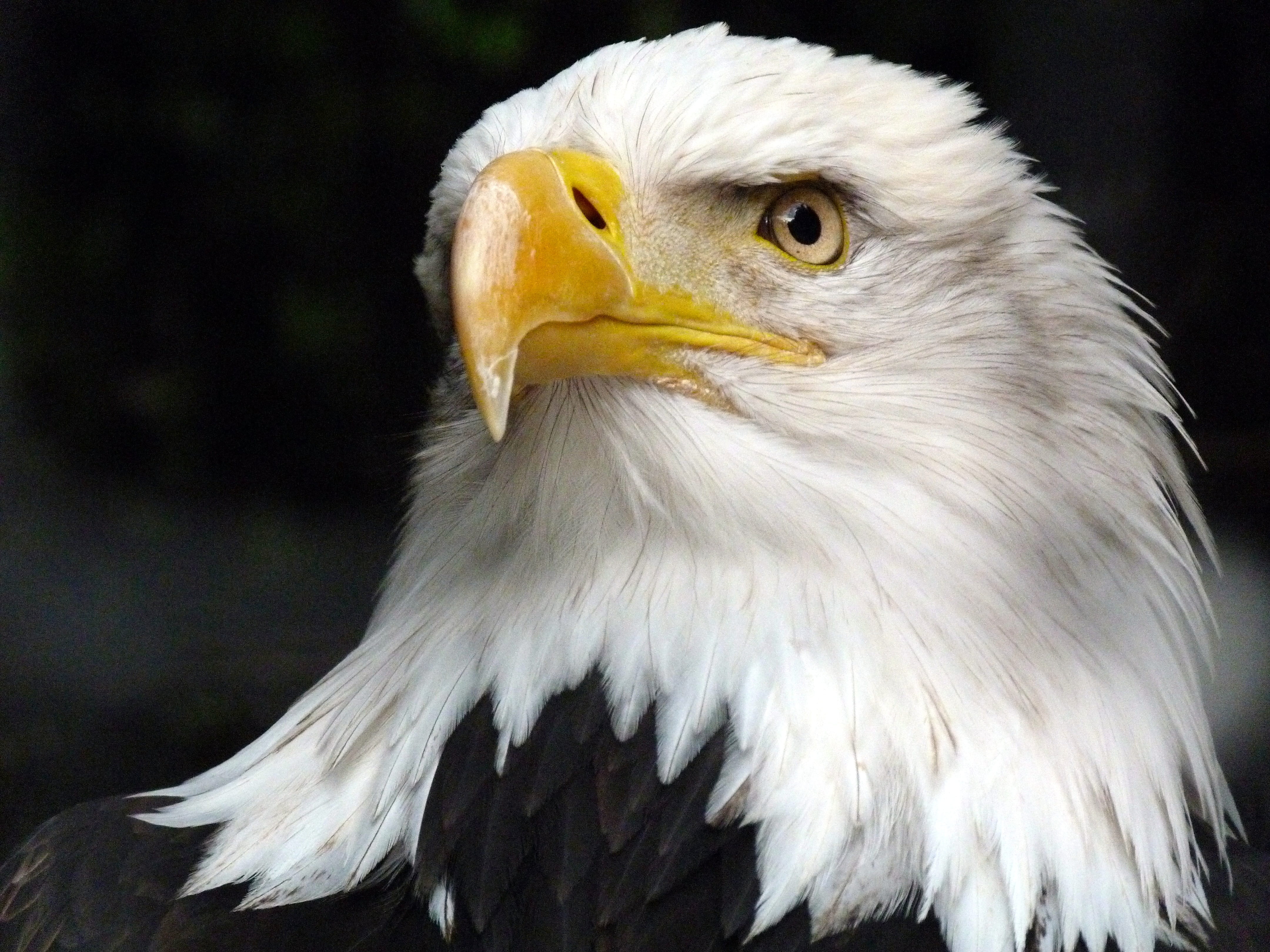 flying, animals in the wild, animal body part, vertebrate, white tailed eagle, animal eye, animal themes, worthy of protection, island, adler, no people, HD Wallpaper