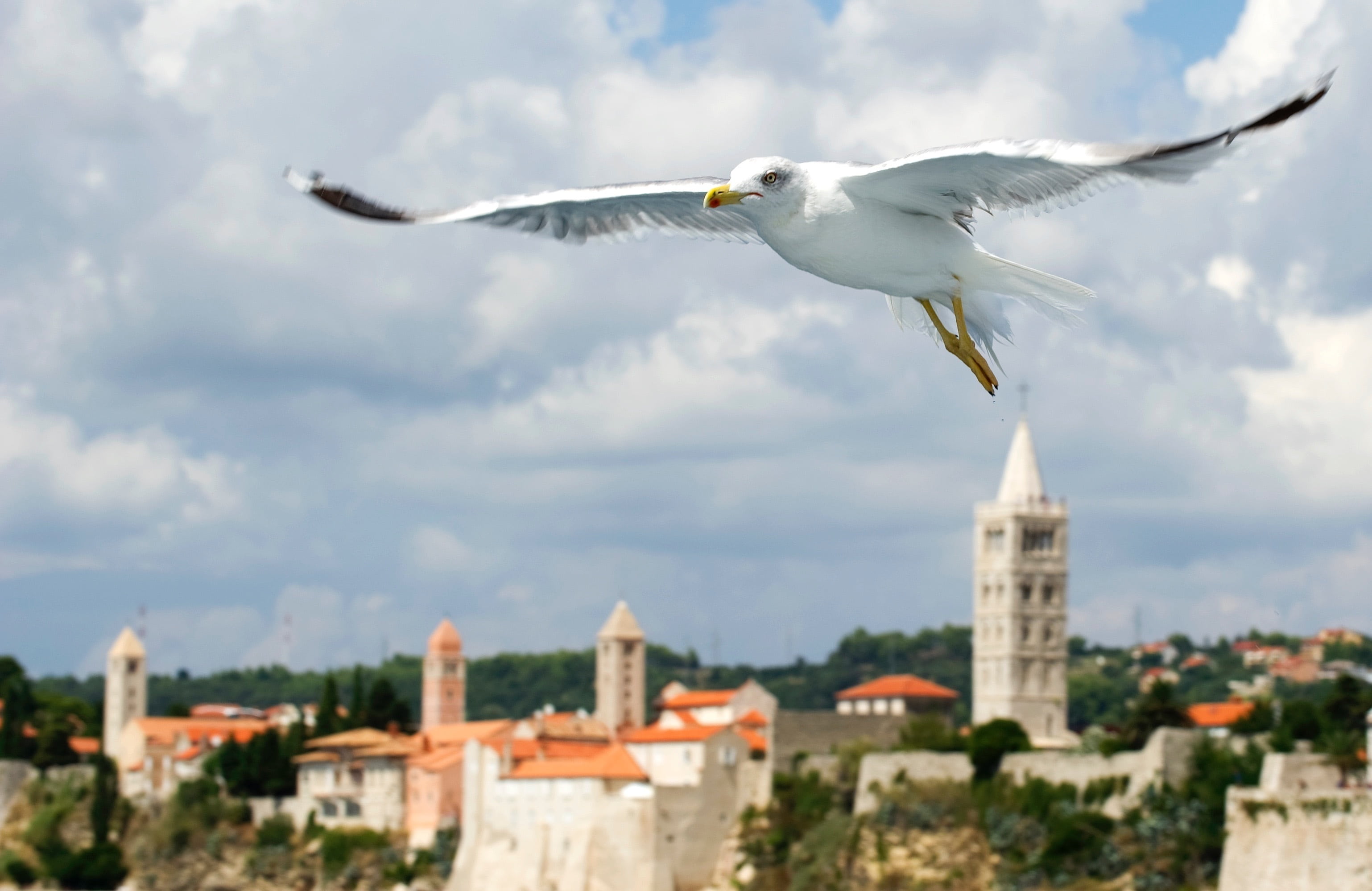 airplane, 2K, architecture, no people, animal wildlife, day, built structure, flying, nature, sky, building exterior, sea birds, seagull, one animal, travel, HD Wallpaper