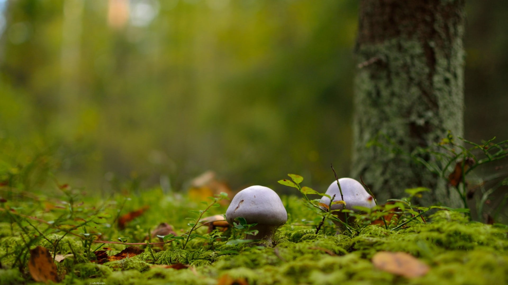 bird, animal wildlife, grass, 1080P, day, trunk, plant, animal, macro, green color, land, tree, white, mushroom, nature, two, growth, selective focus, HD Wallpaper