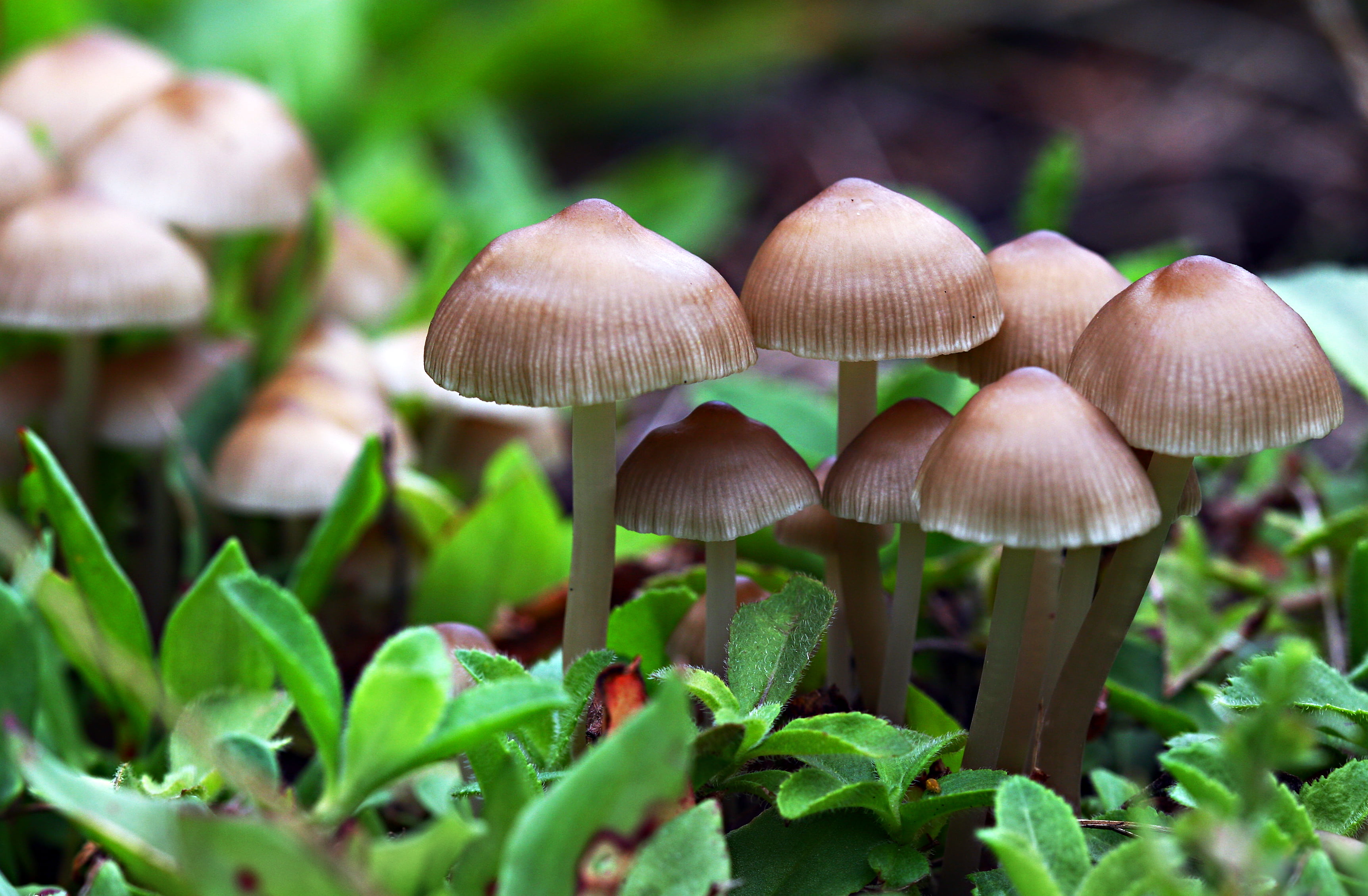 season, fungus, mushroom, close-up, closeup, macro, 2K, baby, autumn, nature, plant, photo, forest, mushrooms, HD Wallpaper