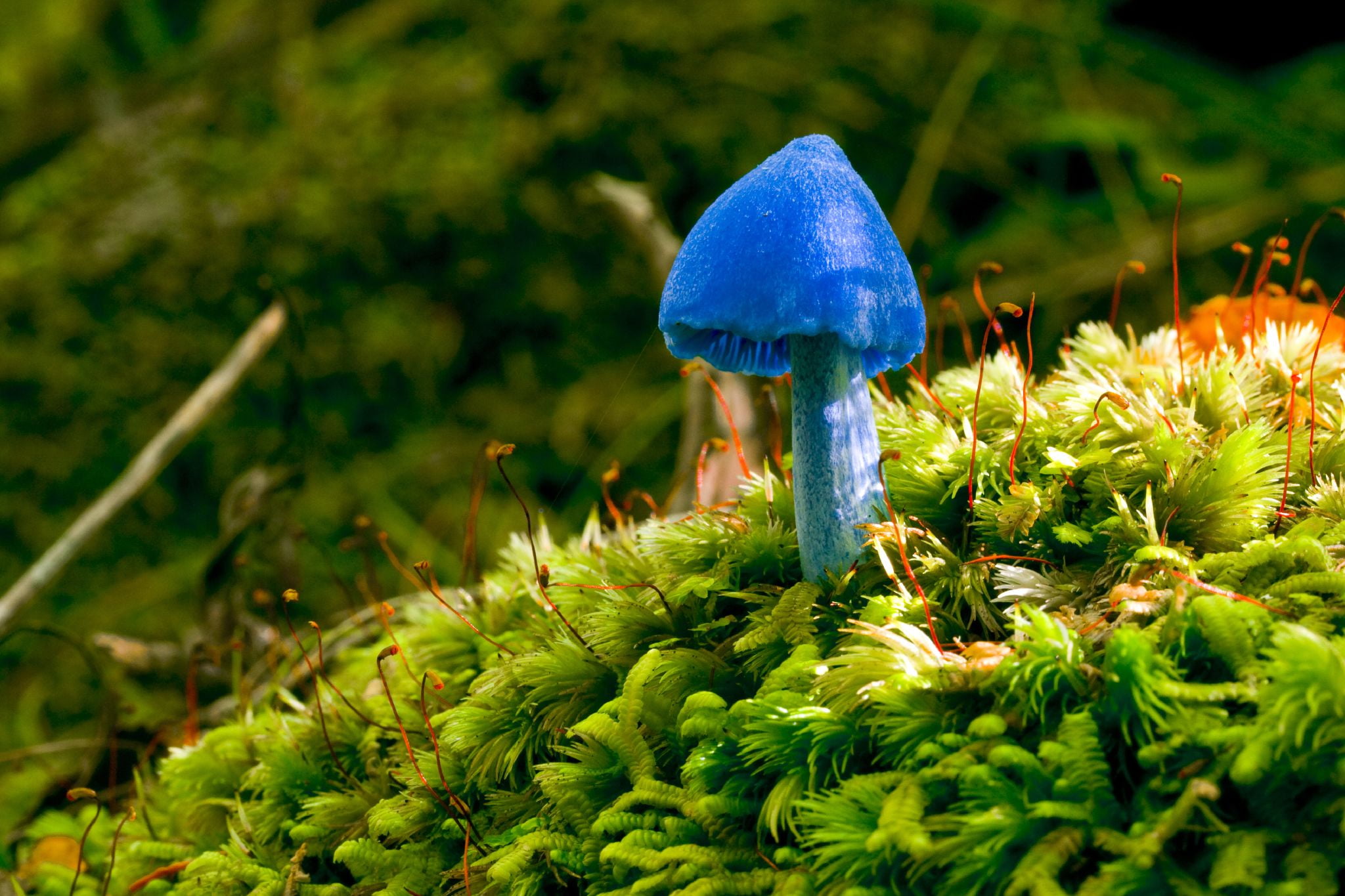 1080P, green, Abel Tasman  Inland Track, Entoloma hochstetteri, moss, taxonomy, binomial, Cycle touring, Blue mushroom, cycling, blue, plant, travel, autumn, HD Wallpaper
