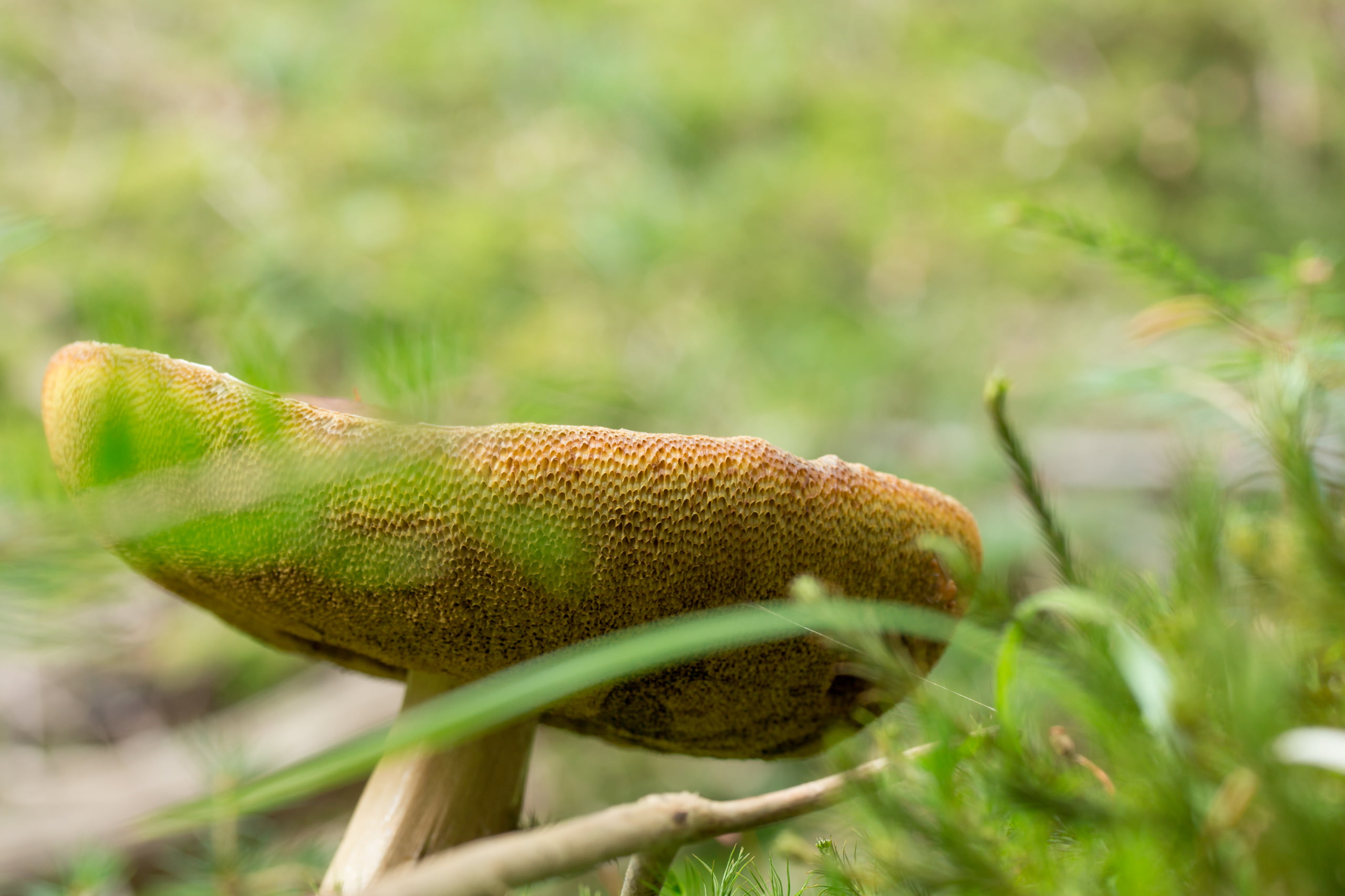 nature, beauty in nature, one animal, selective focus, plant, forest, field, grass, fungus, outdoors, animal themes, day, land, mushroom, animal wildlife, HD Wallpaper