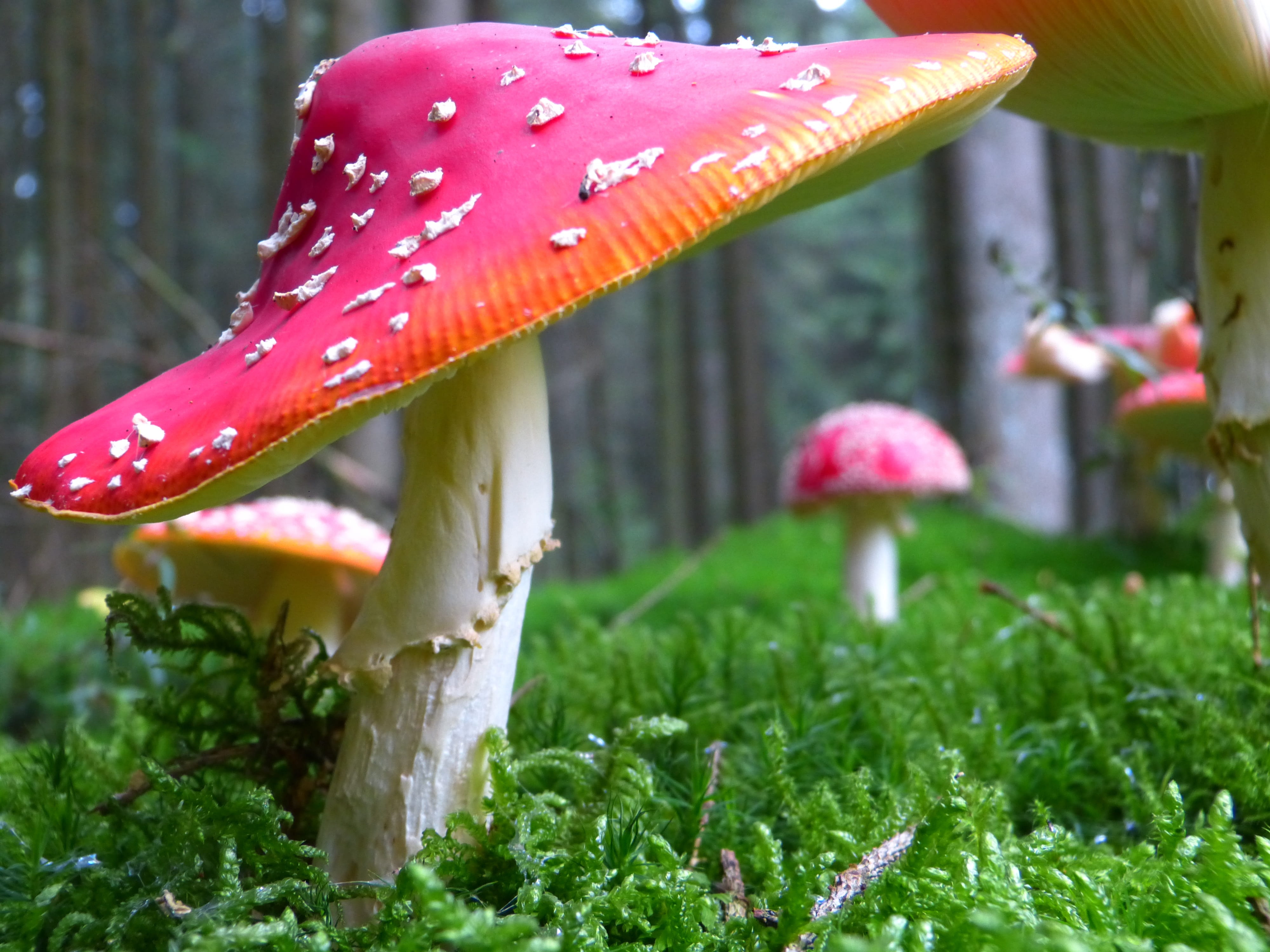 red, toadstool, shallow, moss, focus, photography, outdoors, red fly agaric mushroom, no people, grass, white, vegetable, mushrooms, nature, day, forest, HD Wallpaper