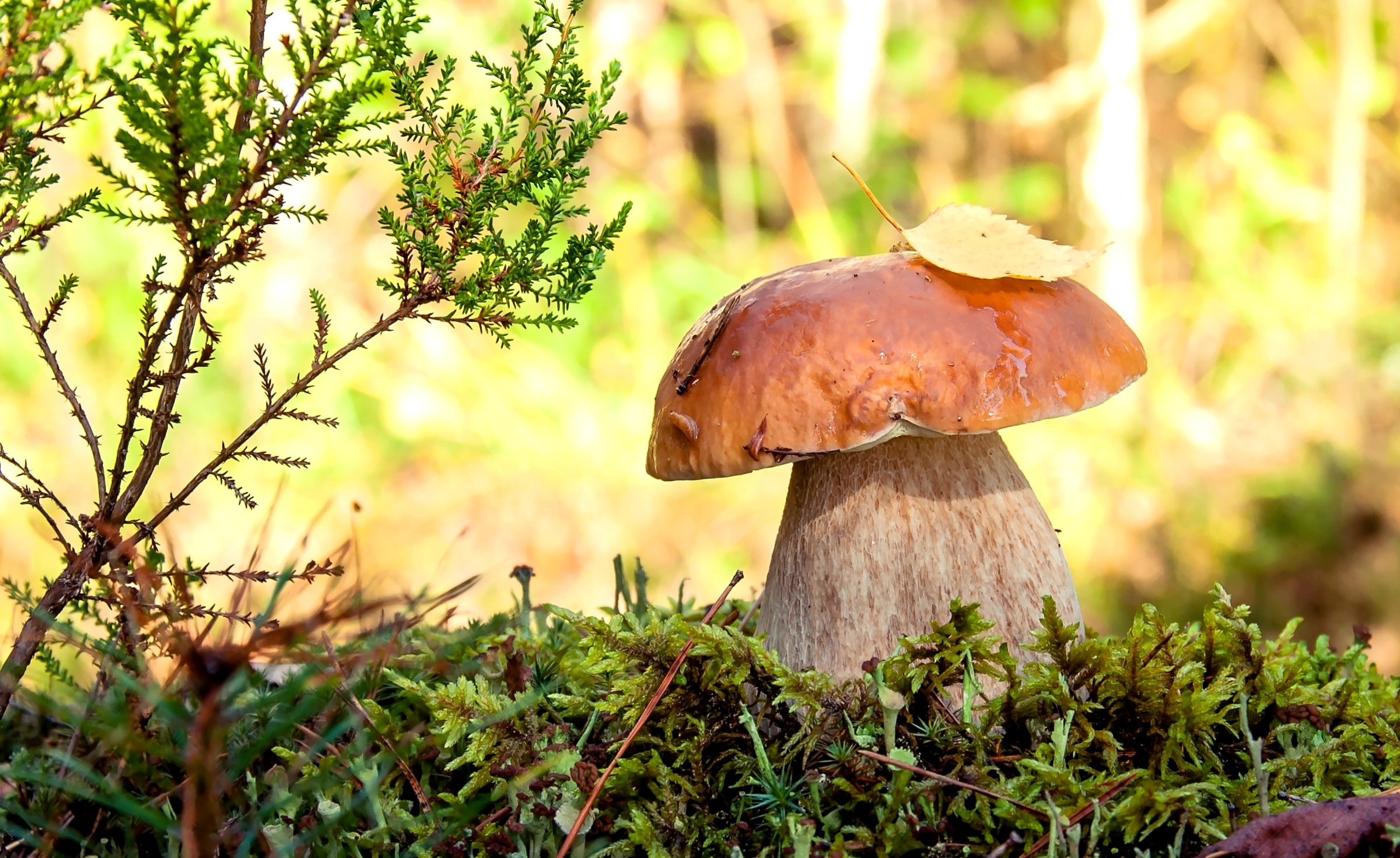 moss, macro, 1080P, mushroom, HD Wallpaper