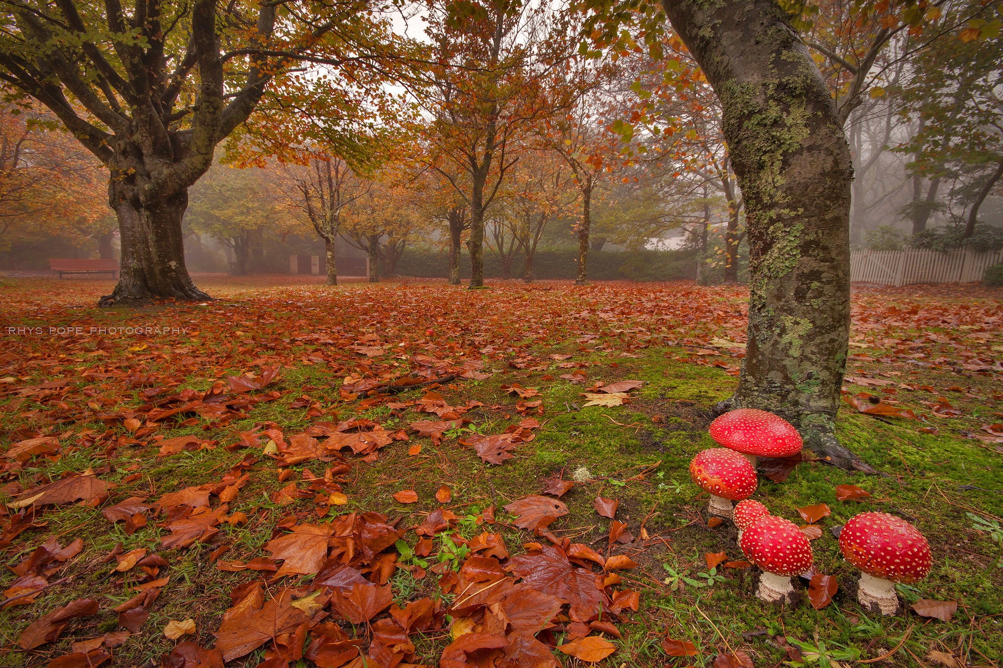 1080P, tranquility, autumn, tree trunk, nature, trees, plant part, change, land, park, orange color, no people, trunk, moss, woodland, falling, growth, HD Wallpaper