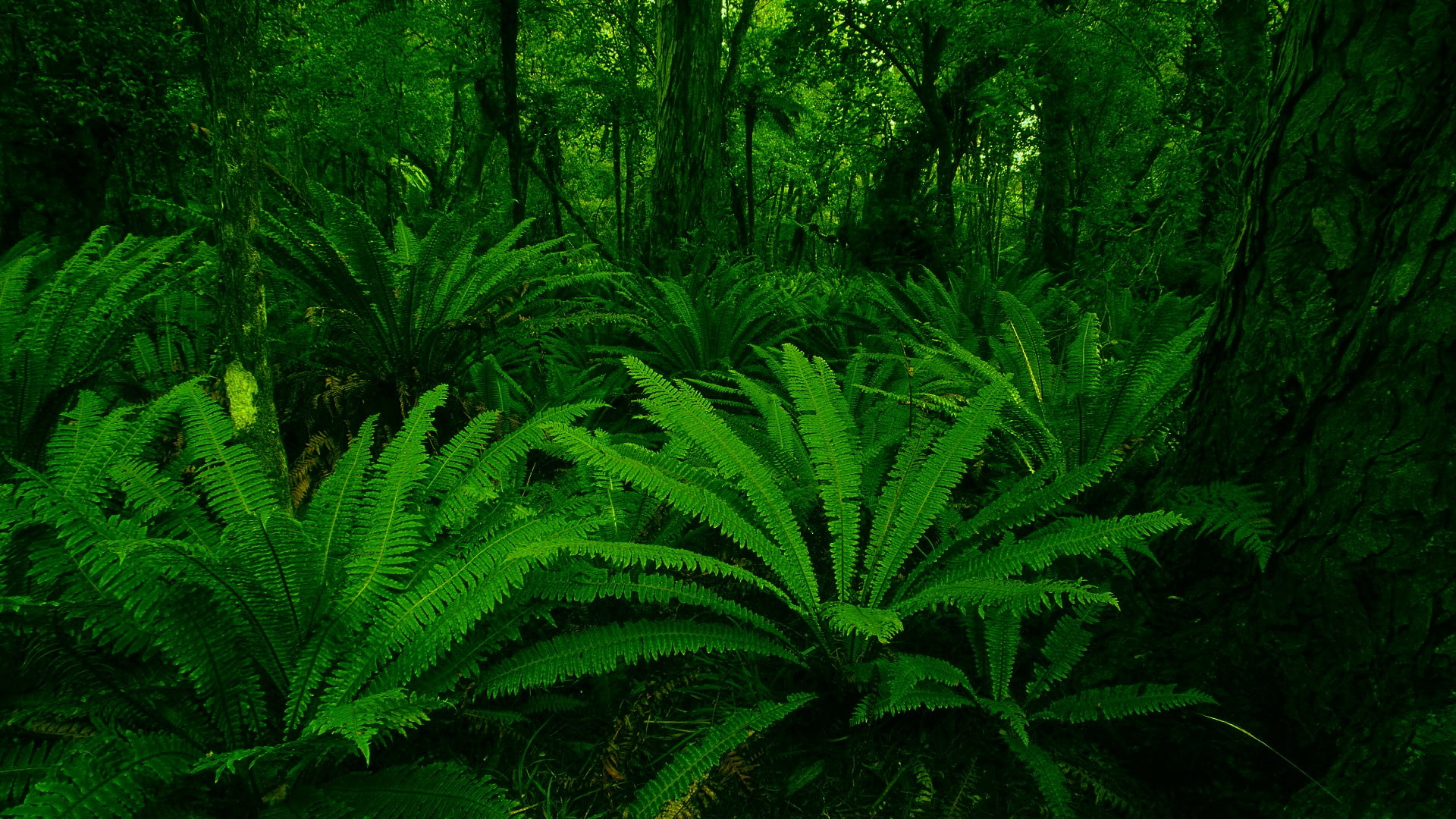 1080P, ferns, HD Wallpaper