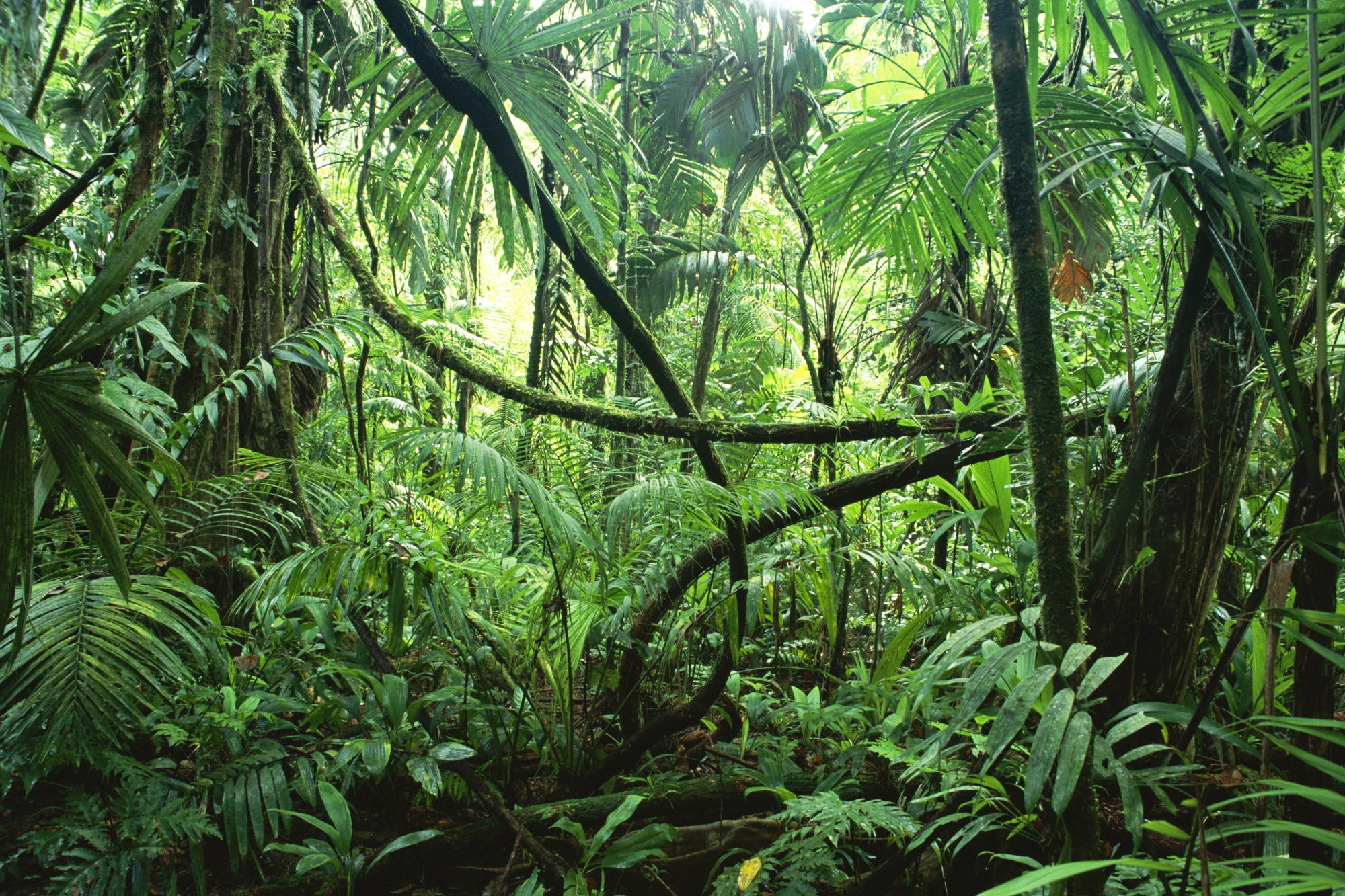 1080P, green, jungle, ferns, HD Wallpaper