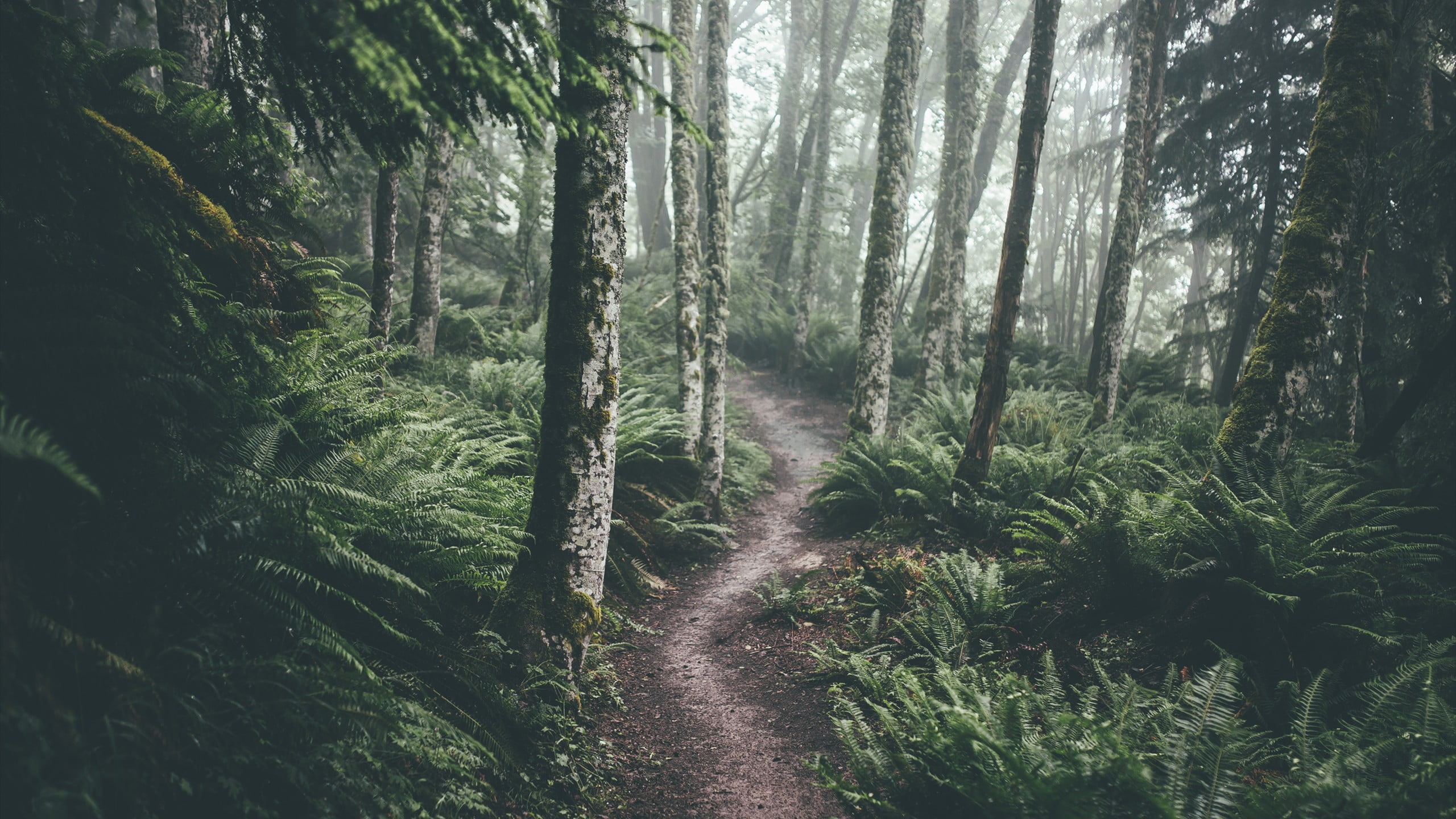 trail, no people, tranquility, outdoors, green color, green, direction, non-urban scene, land, day, forest, photography, growth, beauty in nature, bamboo - plant, HD Wallpaper