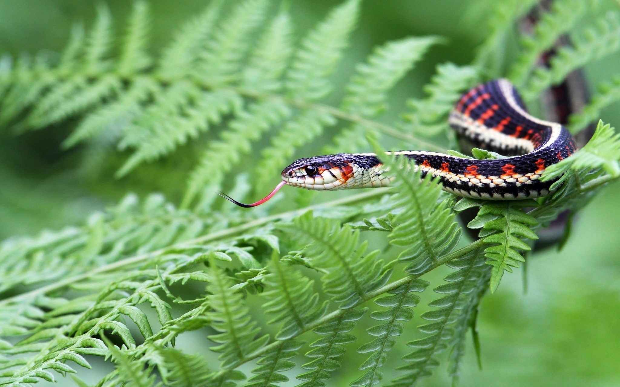 1080P, snake, animals, ferns, HD Wallpaper