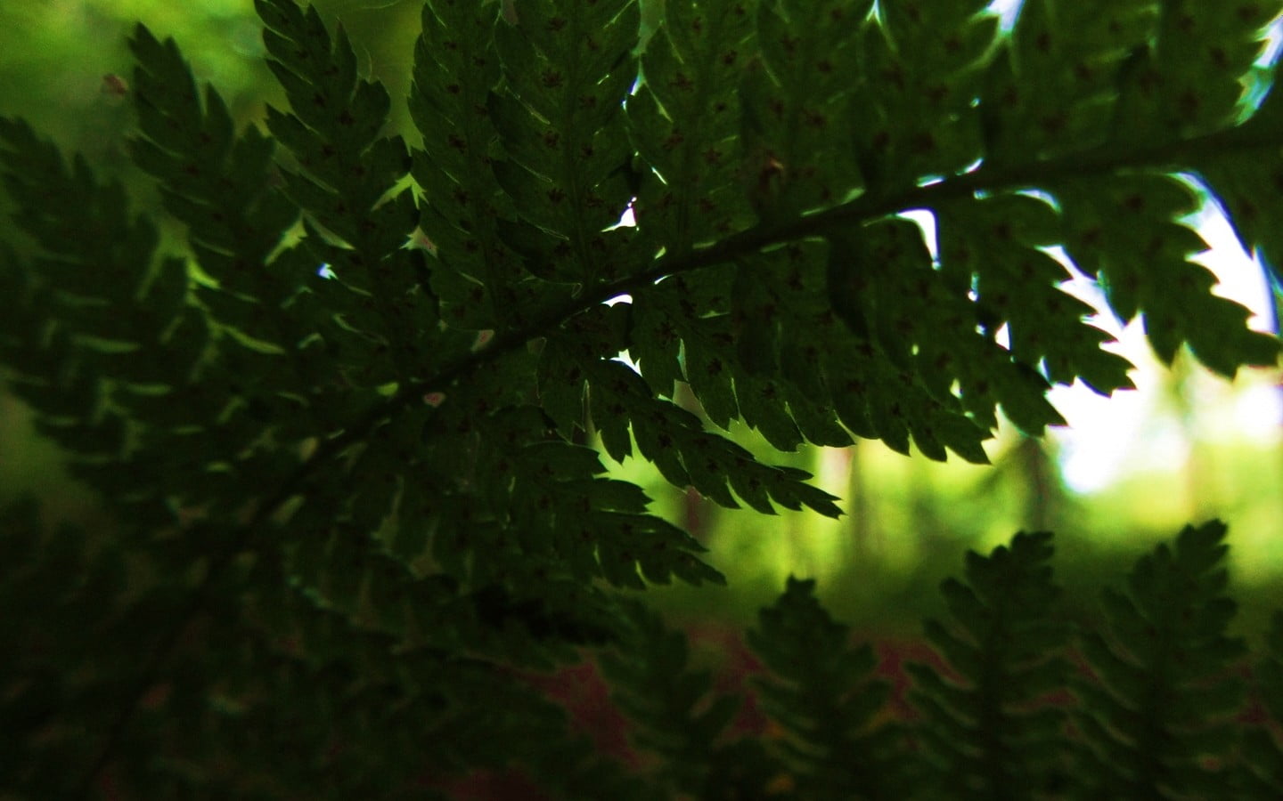 leaves, tree, forest, plant, green color, ferns, 720P, fern, plant part, leaf, black, focus on foreground, no people, growth, selective focus, nature, HD Wallpaper