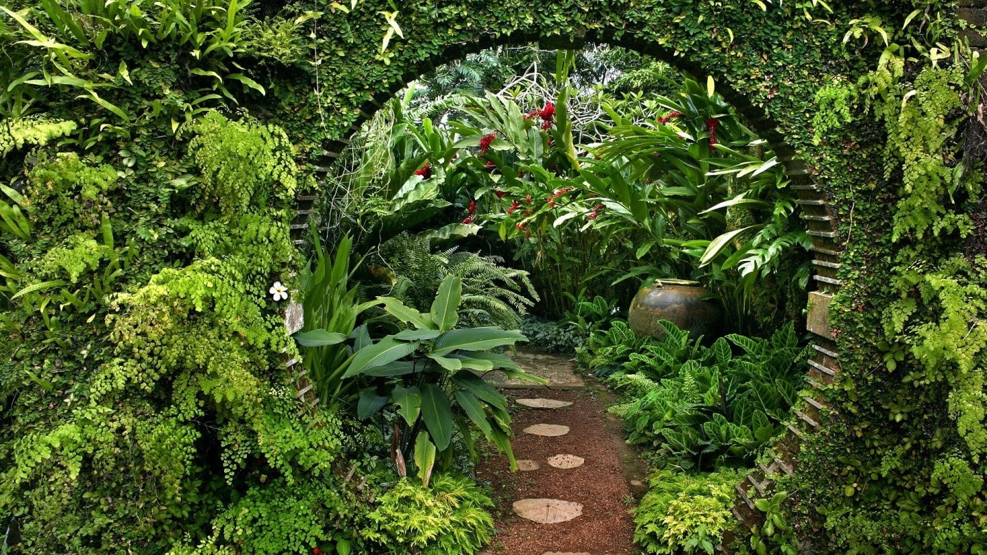 garden, plants, leaves, ferns, Sri Lanka, flowers, 720P, nature, jars, landscape, HD Wallpaper