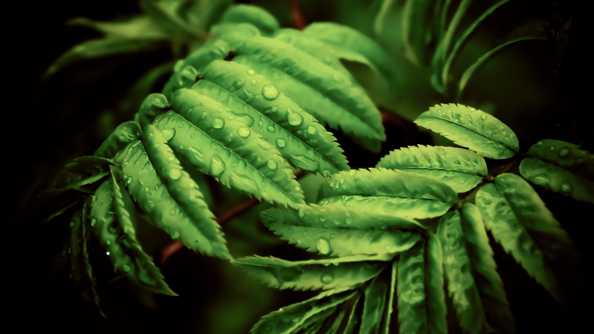leaf, green color, macro, food and drink, healthy eating, water drops, plants, no people, day, wellbeing, selective focus, close-up, plant part, leaves, HD Wallpaper