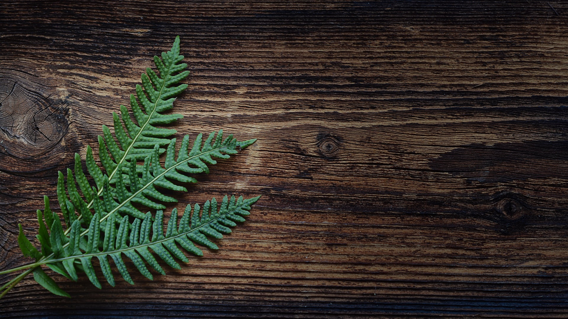 wood - material, growth, green color, fern, wood grain, potted plant, nature, freshness, wood, leaf, 1080P, plants, directly above, plant, no people, pattern, HD Wallpaper