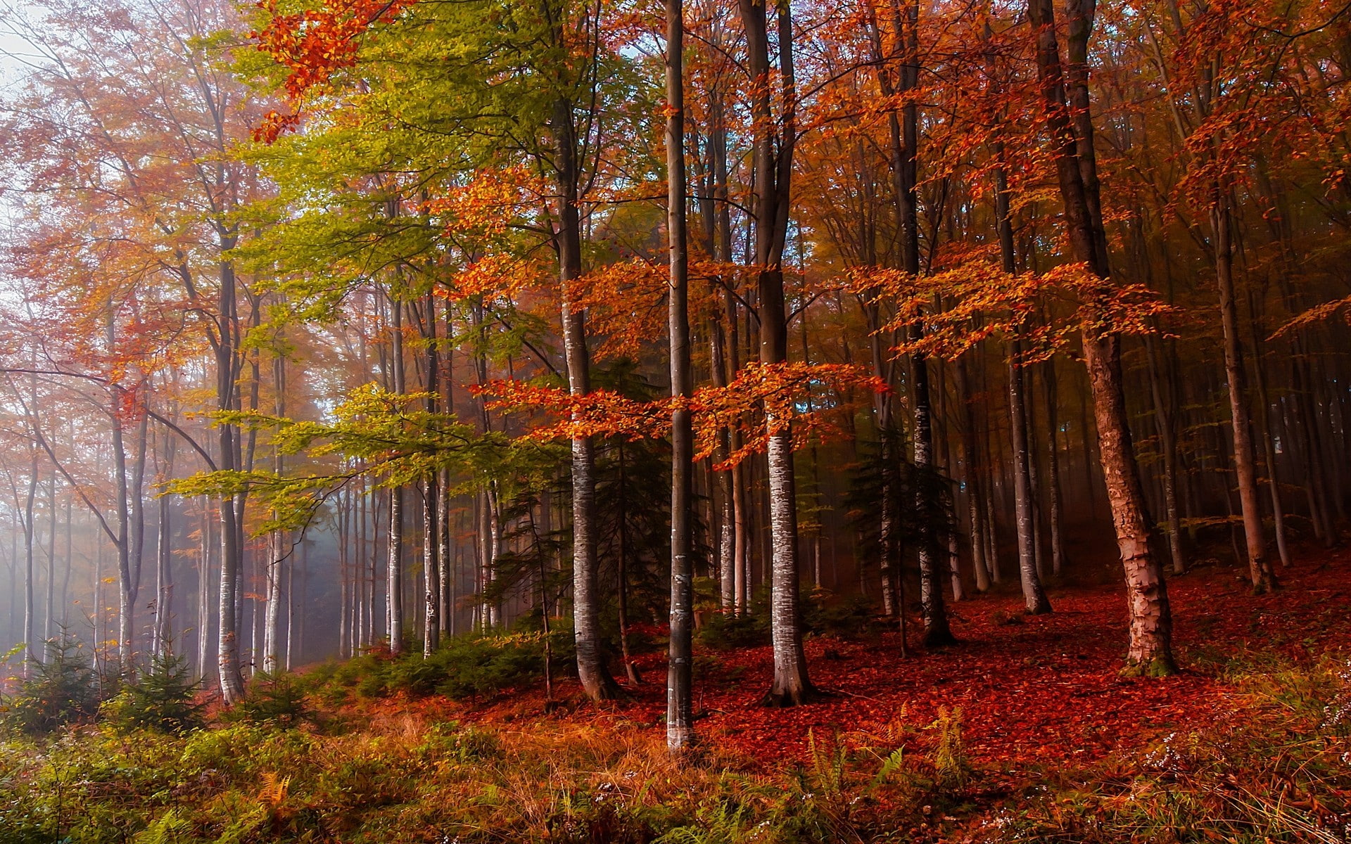 trees, tree trunk, non-urban scene, tranquility, no people, orange color, landscape, colorful, beauty in nature, idyllic, bamboo - plant, woodland, mist, HD Wallpaper