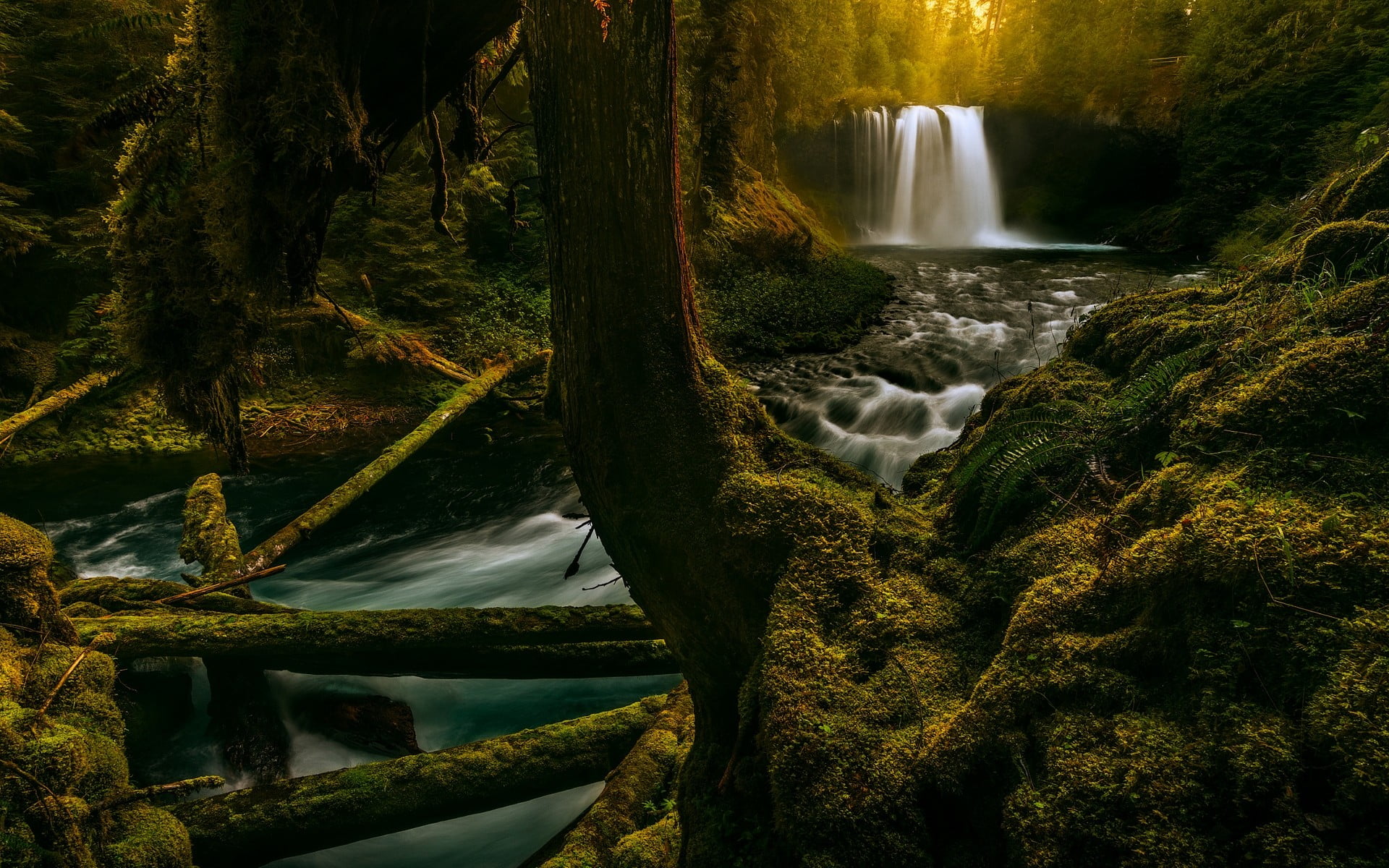 river, trees, 1080P, wooden, tree, long exposure, landscape, waterfall, no people, black, flowing water, plant, nature, power in nature, stream - flowing water, HD Wallpaper
