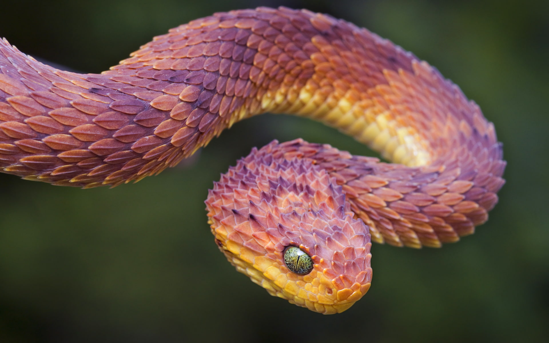 1080P, Bush, Viper, HD Wallpaper
